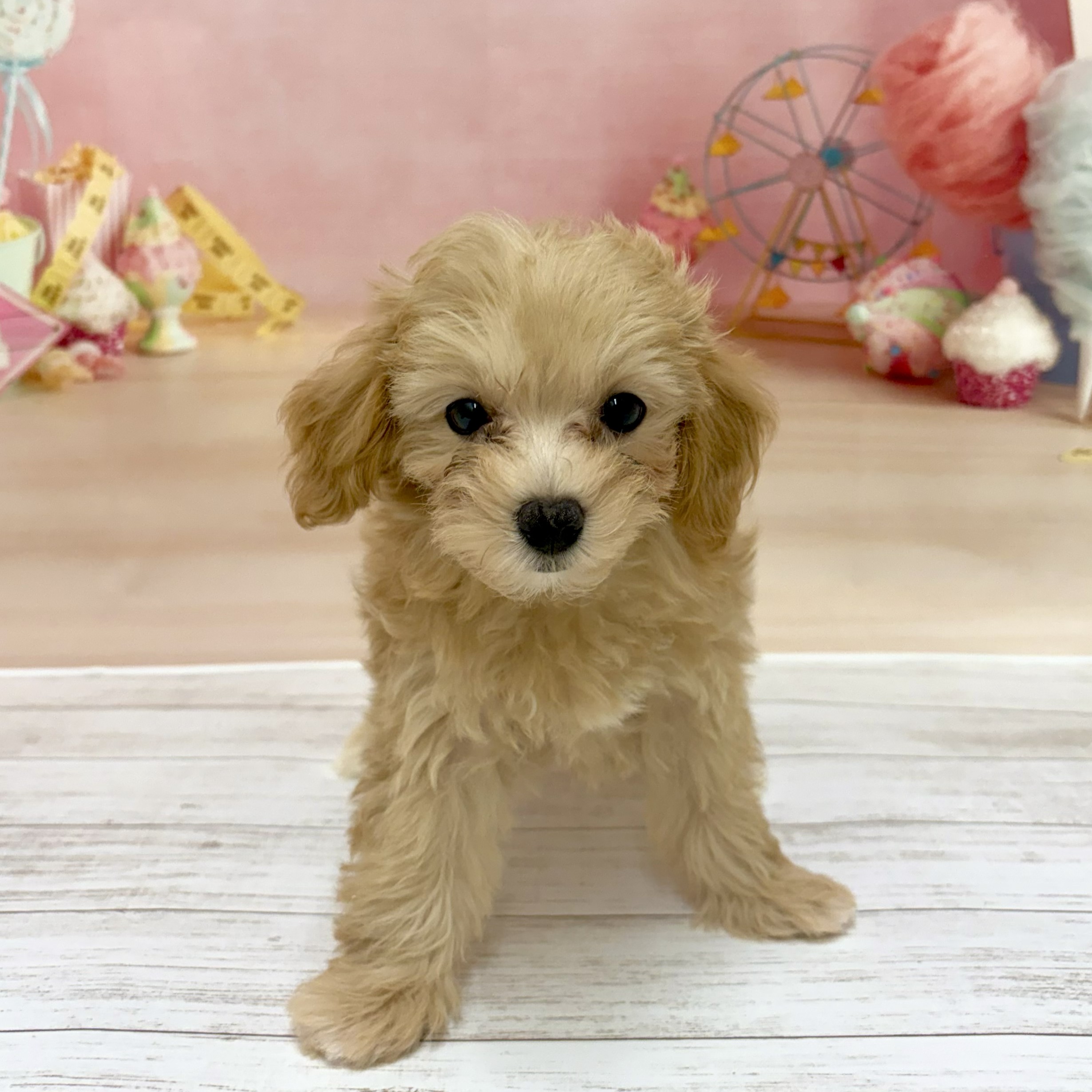 兵庫県のマルプー(マルチーズ×プードル) (犬の家＆猫の里尼崎店/2026年6月3日生まれ/女の子/アプリコット)の子犬の2枚目の画像