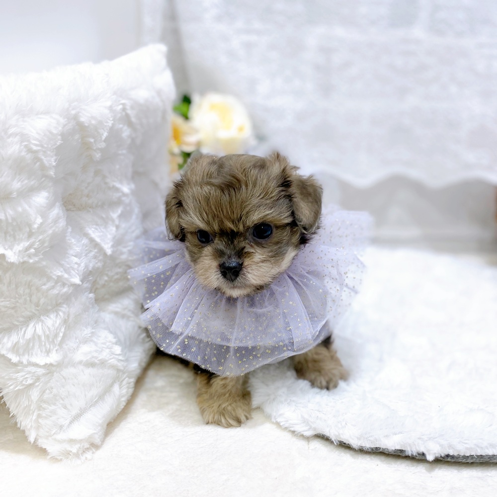 ハーフ犬男の子の写真