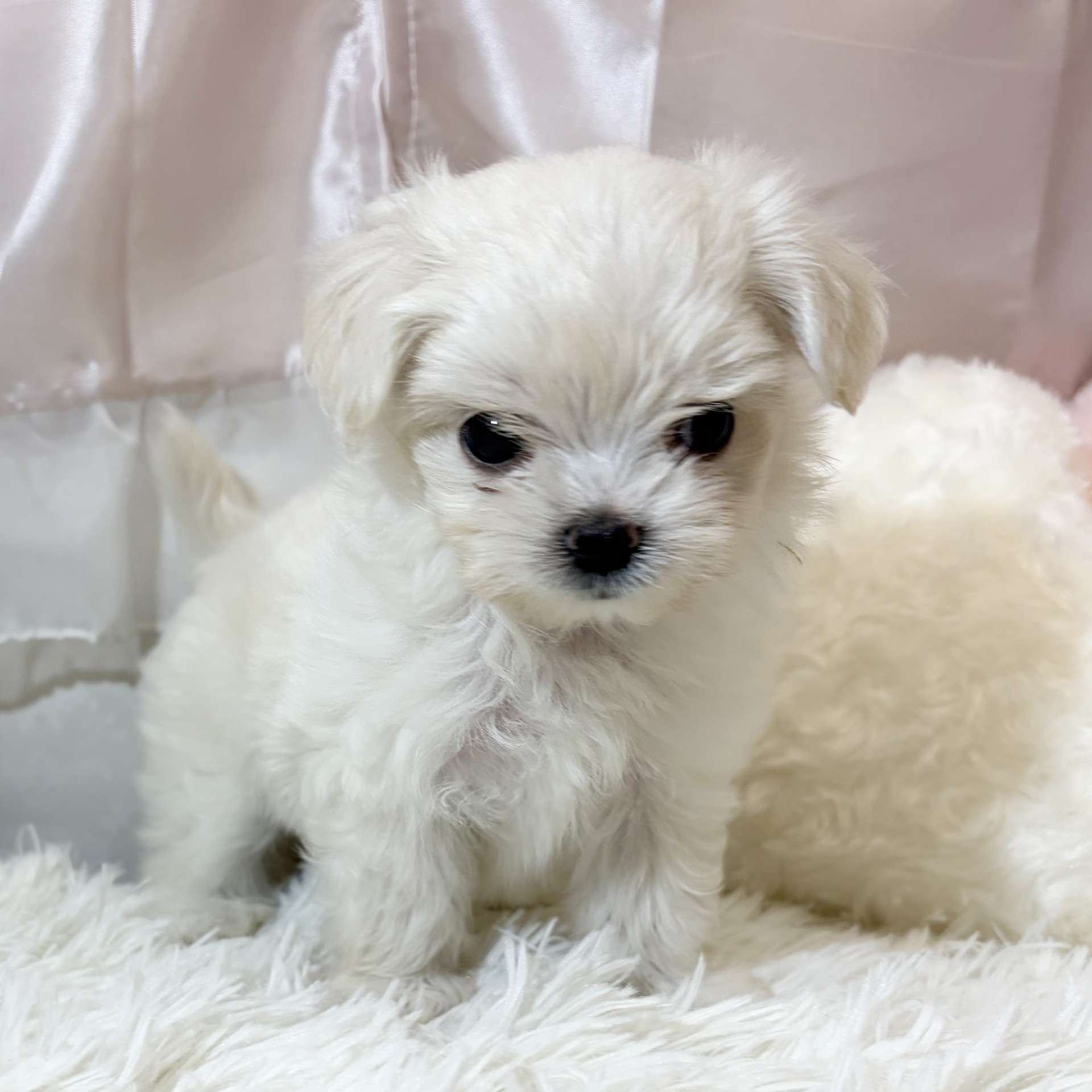 兵庫県のチワマル/マルチワ(チワワ×マルチーズ) (犬の家＆猫の里カナート西神戸店/2026年6月3日生まれ/女の子/クリーム)の子犬の2枚目の画像
