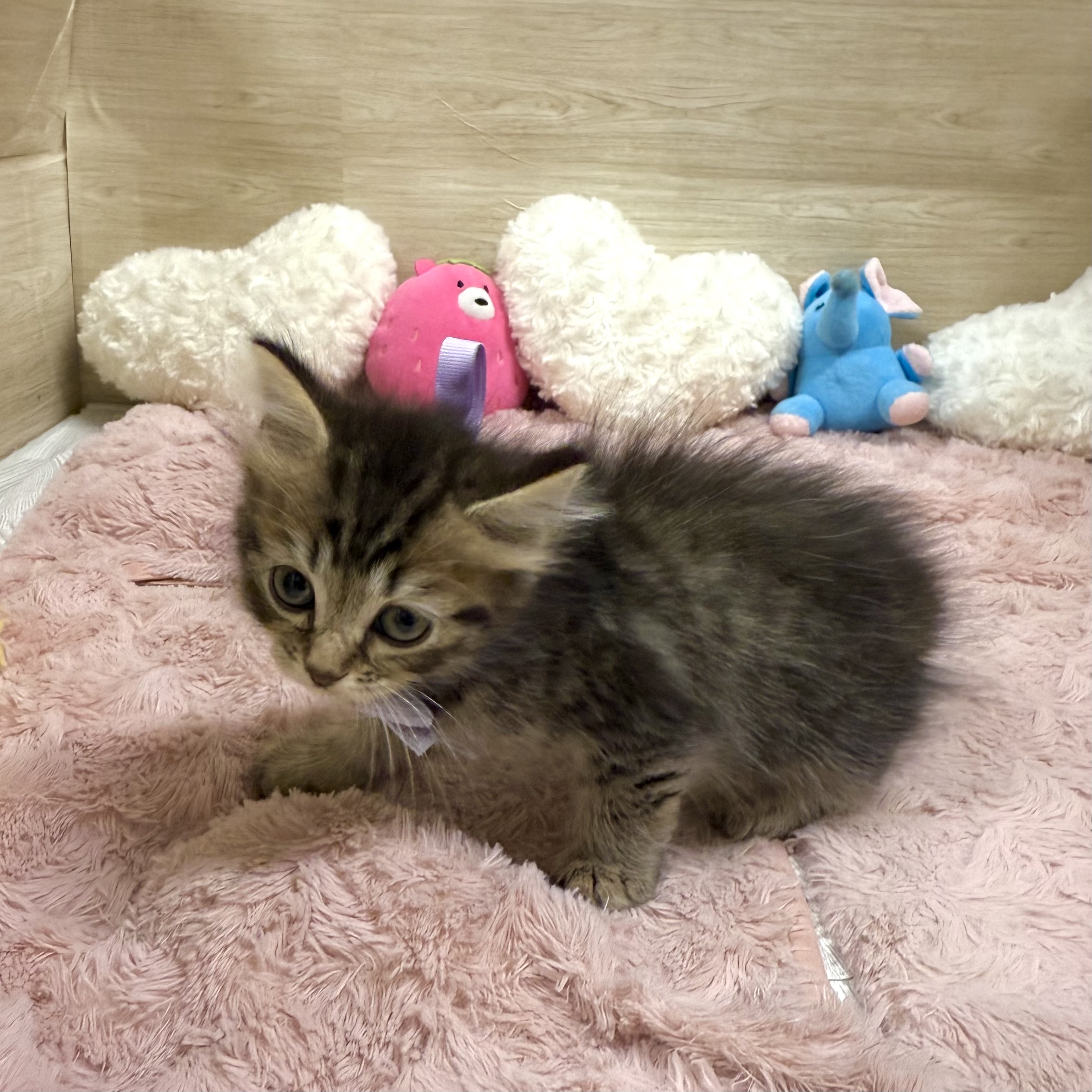 大阪府のスコティッシュフォールド (犬の家＆猫の里そよら東岸和田店/2026年6月3日生まれ/男の子/ブラウンタビー)の子猫の2枚目の画像