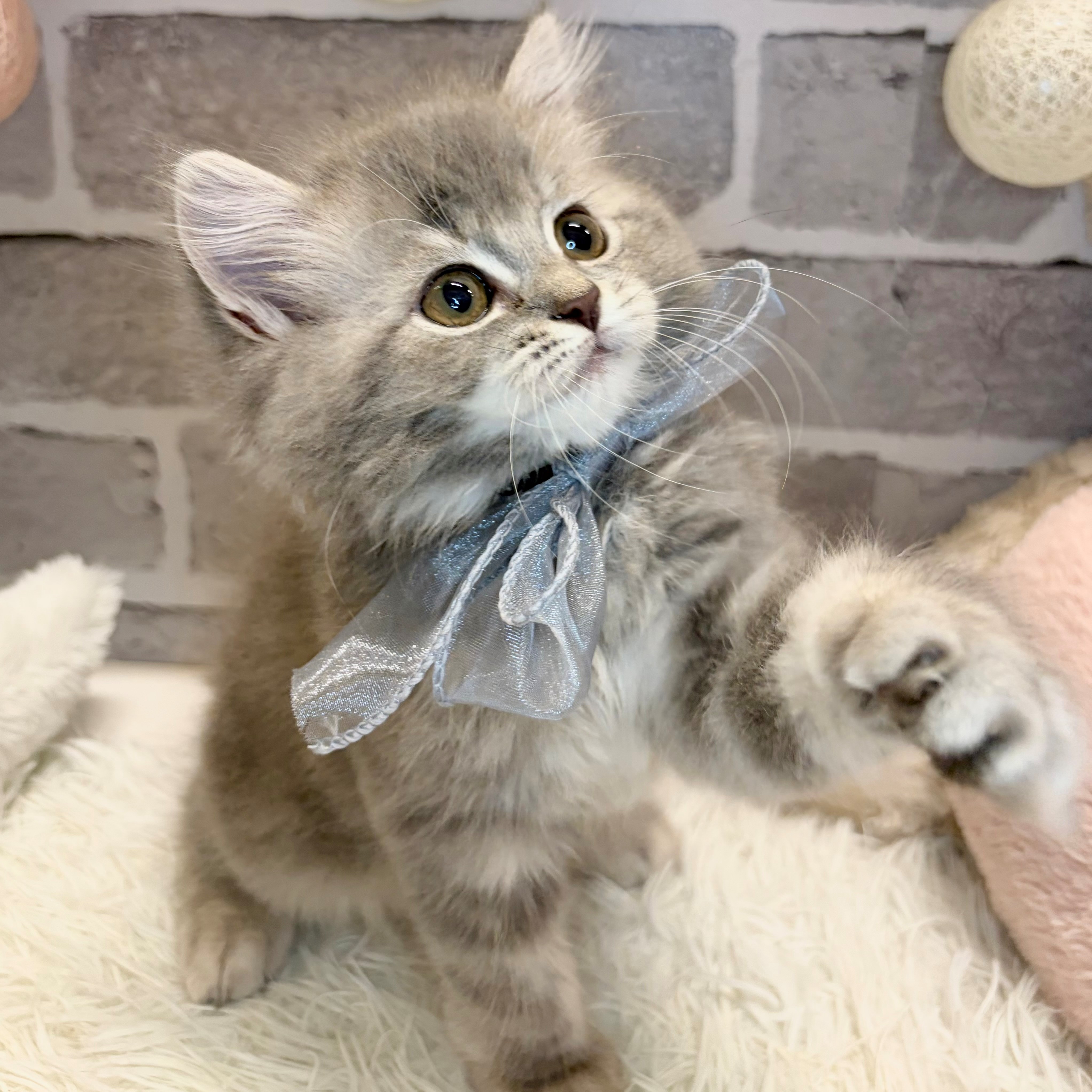 兵庫県のラガマフィン (犬の家＆猫の里神戸店/2026年6月3日生まれ/女の子/ブルータビー)の子猫の2枚目の画像