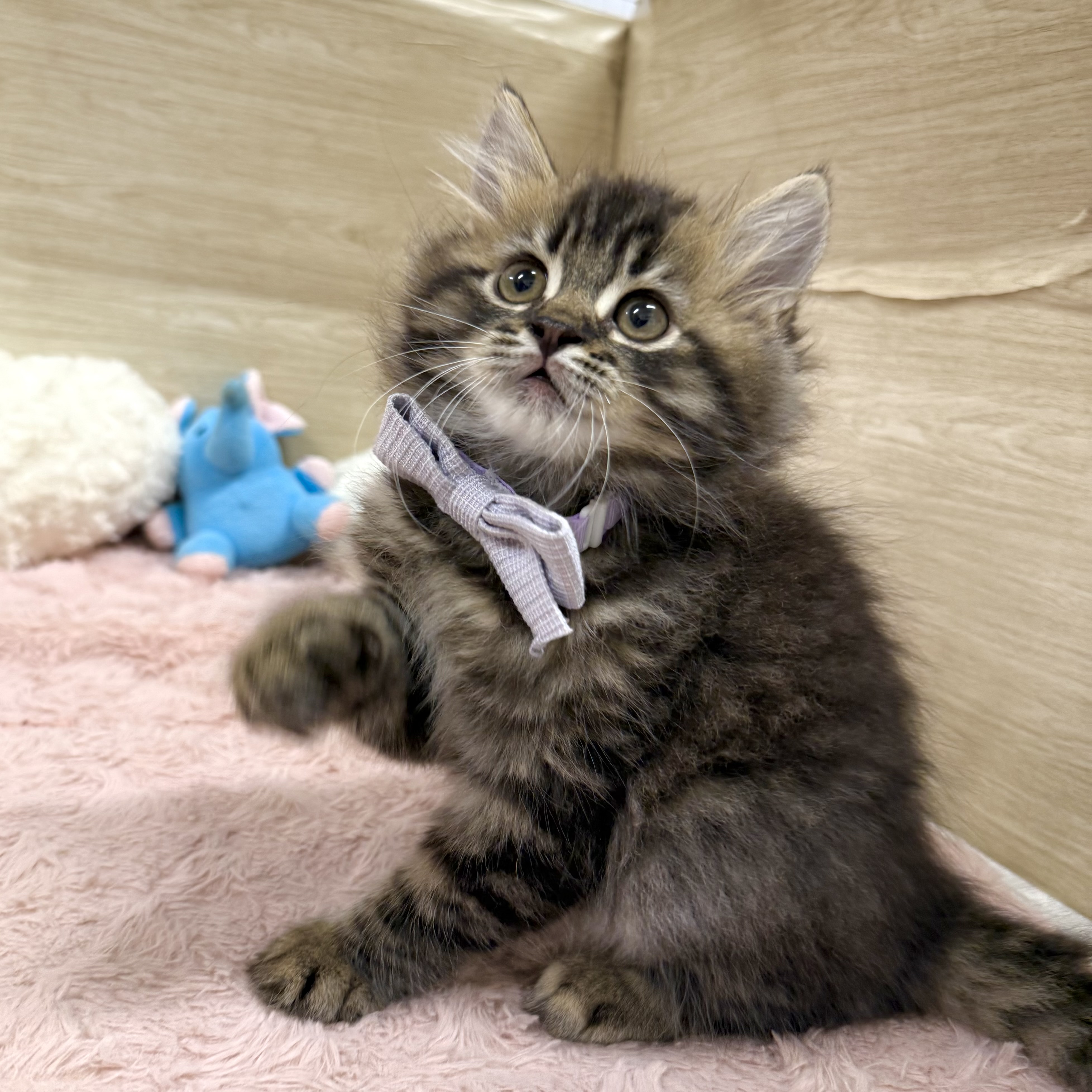 大阪府のラガマフィン (犬の家＆猫の里そよら東岸和田店/2026年6月3日生まれ/男の子/ブラウンタビー)の子猫の2枚目の画像