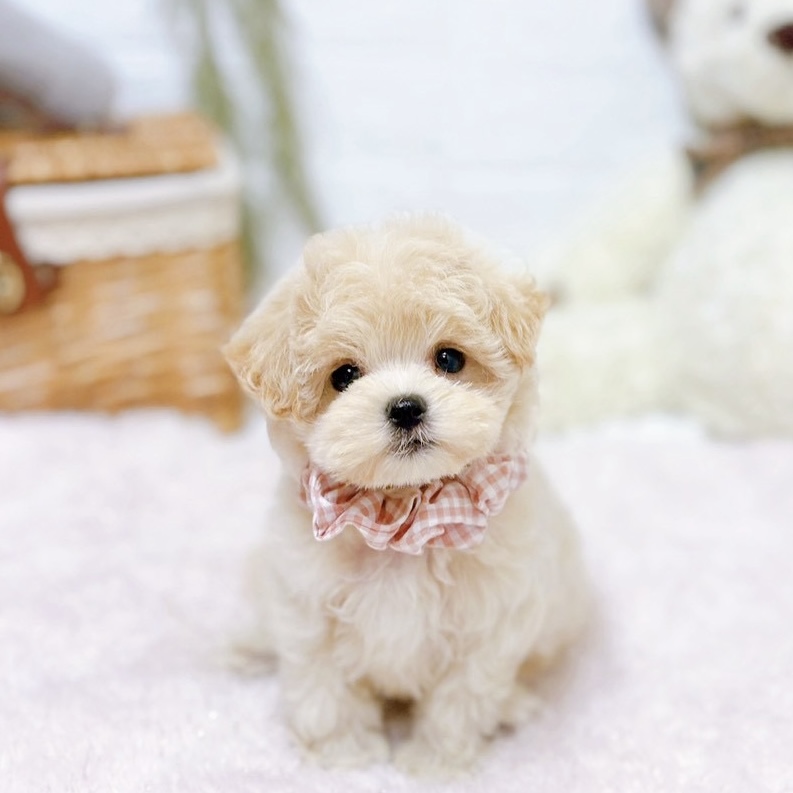 ハーフ犬女の子の写真