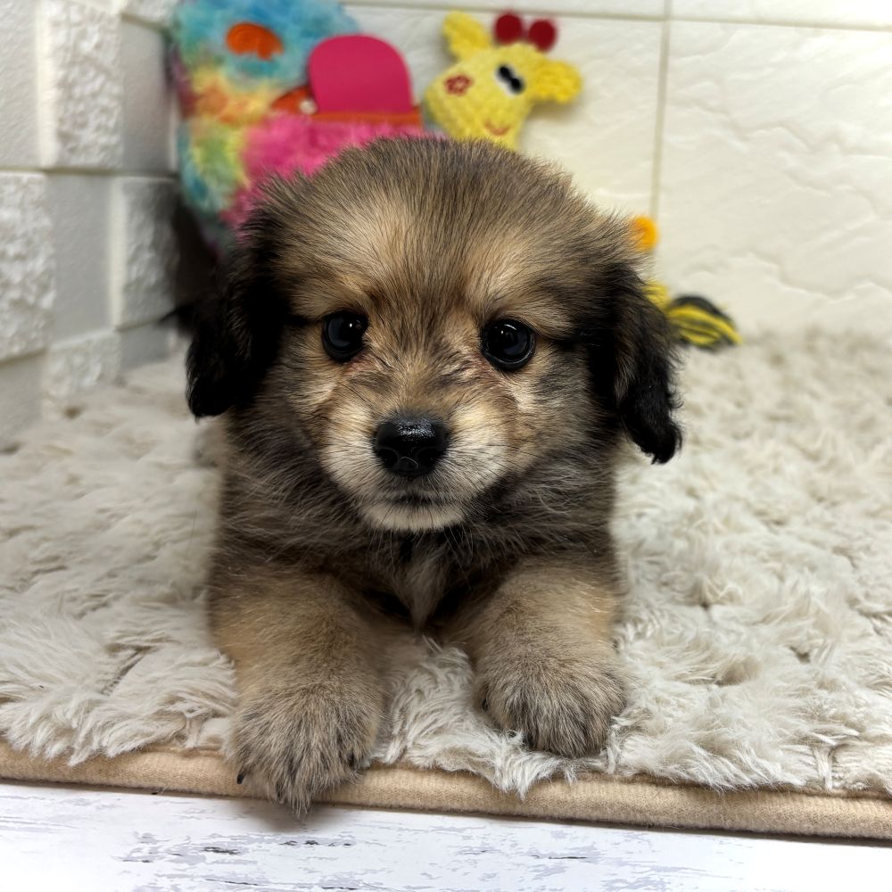 兵庫県のポメックス(ポメラニアン×ダックス) (犬の家＆猫の里ゆめタウン姫路店/2026年6月3日生まれ/女の子/セーブル)の子犬の2枚目の画像