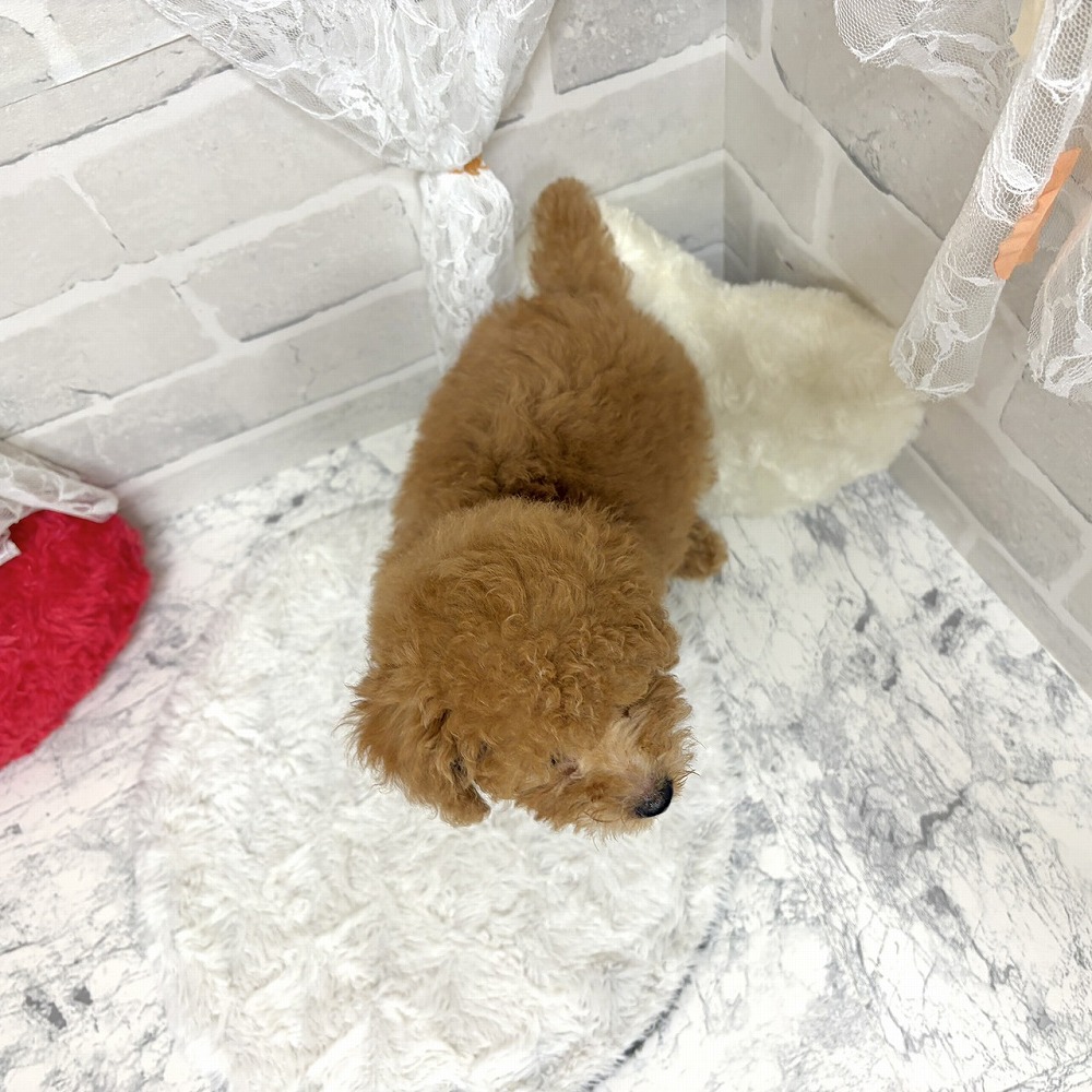 京都府のトイプードル(トイ) (犬の家＆猫の里京都精華店/2026年5月28日生まれ/女の子/オレンジフォーン)の子犬の2枚目の画像