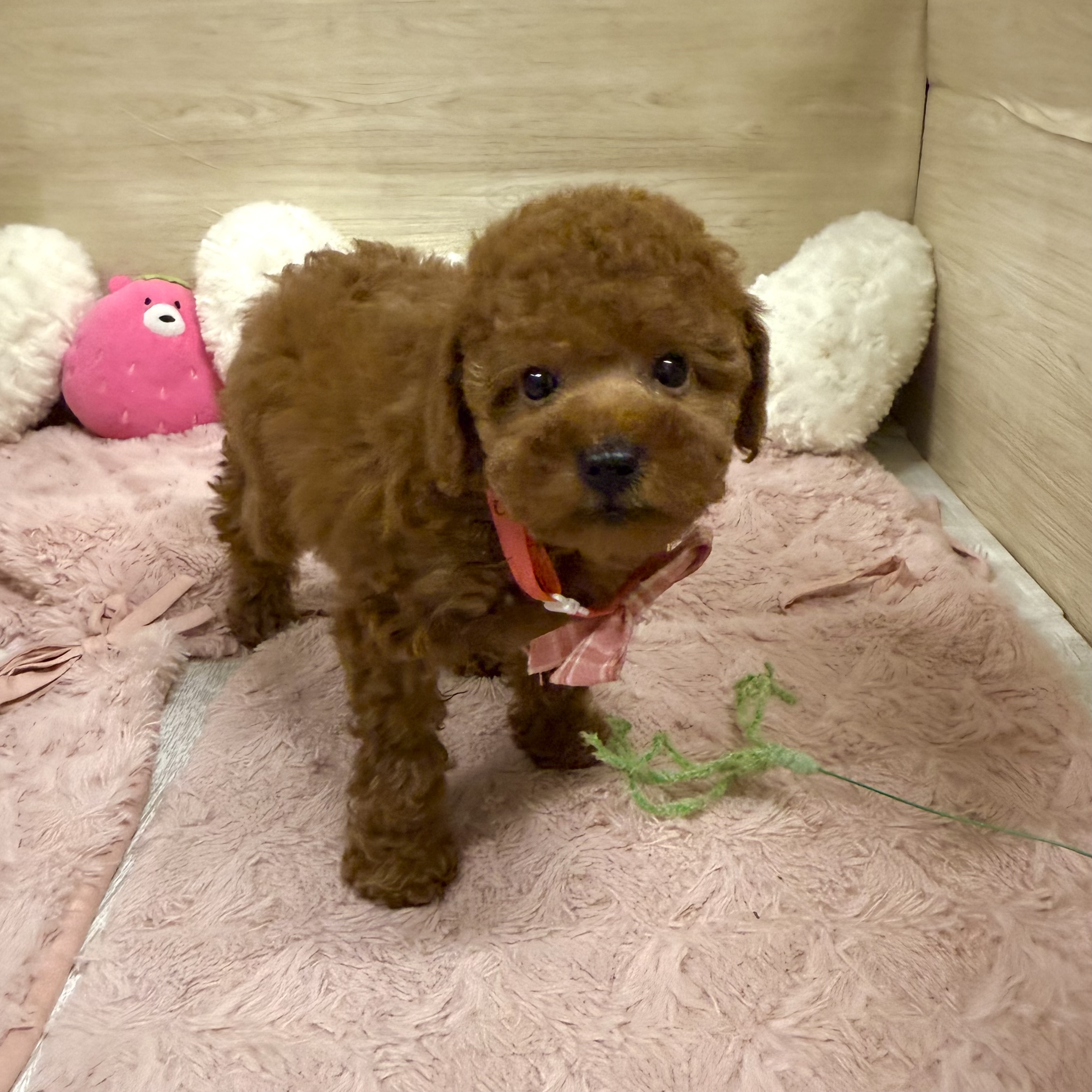 大阪府のトイプードル(トイ) (犬の家＆猫の里そよら東岸和田店/2026年6月3日生まれ/女の子/レッドフォーン)の子犬の2枚目の画像