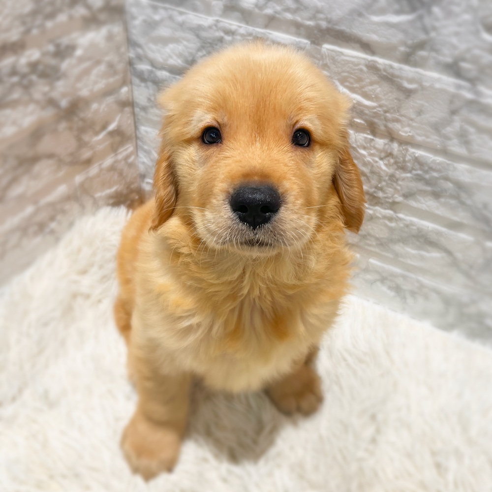 愛知県のゴールデンレトリバー (犬の家＆猫の里MiO香久山店/2026年6月4日生まれ/男の子/ゴールデン)の子犬の1枚目の画像