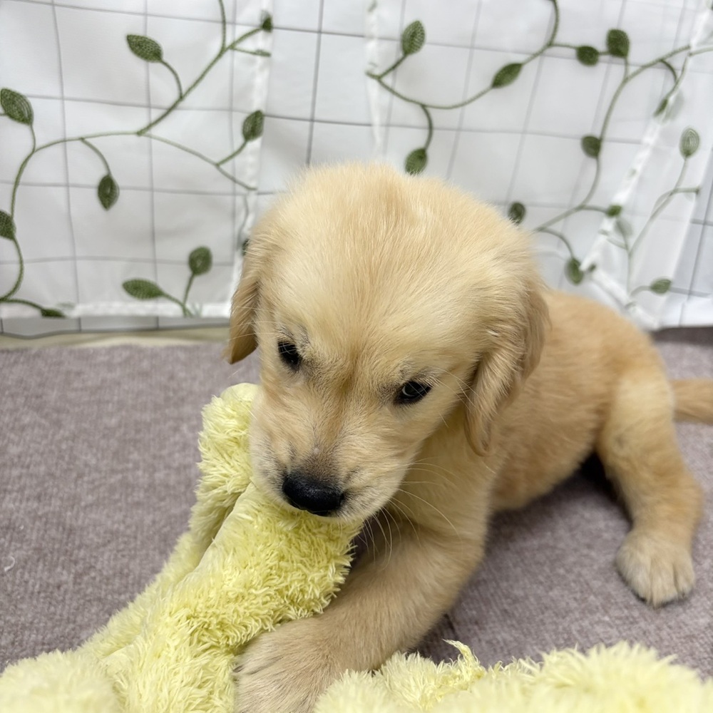 長野県のゴールデンレトリバー (犬の家＆猫の里塩尻店/2026年6月4日生まれ/男の子/ゴールデン)の子犬の2枚目の画像