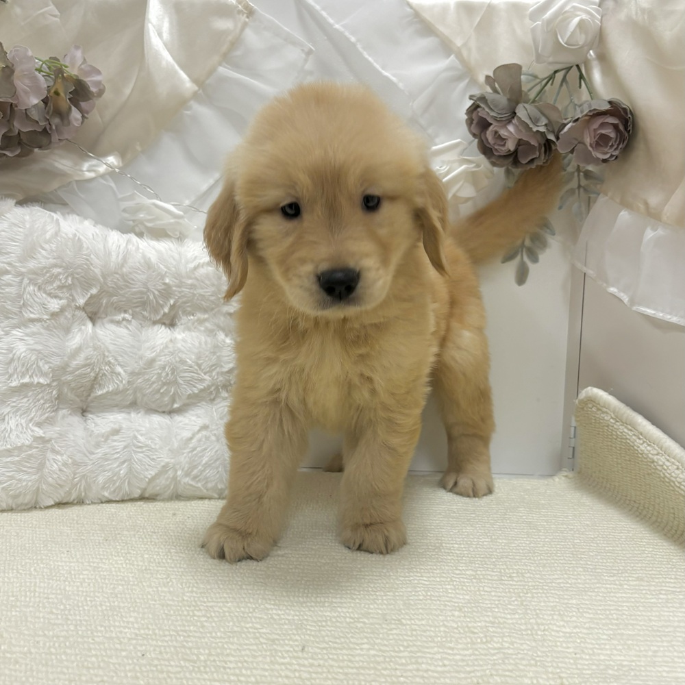岐阜県のゴールデンレトリバー (犬の家＆猫の里カラフルタウン岐阜店/2026年6月4日生まれ/女の子/ゴールデン)の子犬の2枚目の画像