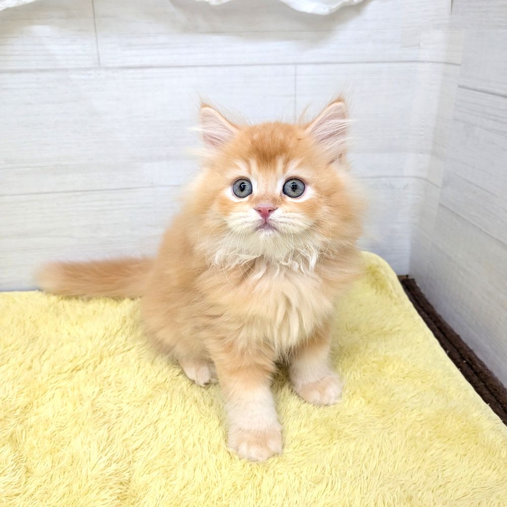 愛知県のスコティッシュフォールド (犬の家＆猫の里碧南店/2026年6月4日生まれ/男の子/レッドタビー)の子猫の2枚目の画像