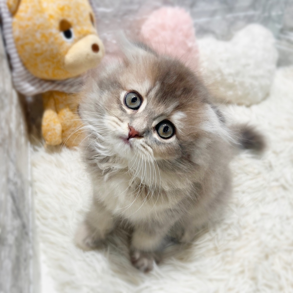 愛知県のスコティッシュフォールド (犬の家＆猫の里MiO香久山店/2026年6月4日生まれ/女の子/ブルーパッチドタビー)の子猫の1枚目の画像
