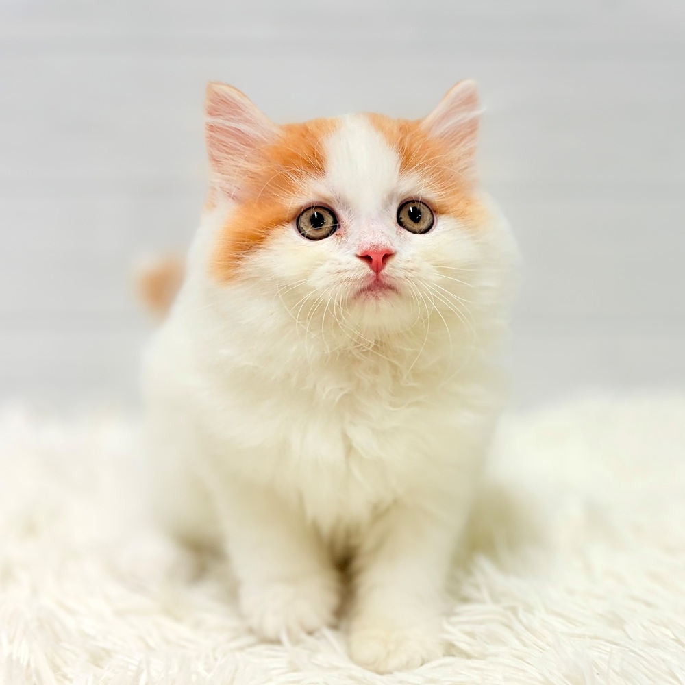 愛知県のサイベリアン (犬の家＆猫の里豊田店/2026年6月5日生まれ/男の子/レッドタビーホワイト)の子猫の2枚目の画像