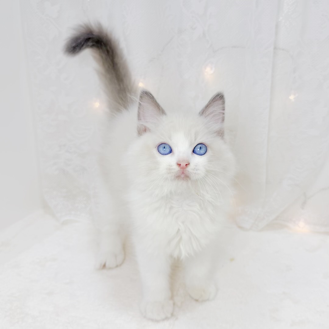 千葉県のラグドール (犬の家＆猫の里BIGHOPガーデンモール印西店/2026年5月27日生まれ/男の子/ブルーポイントバイカラー)の子猫の2枚目の画像