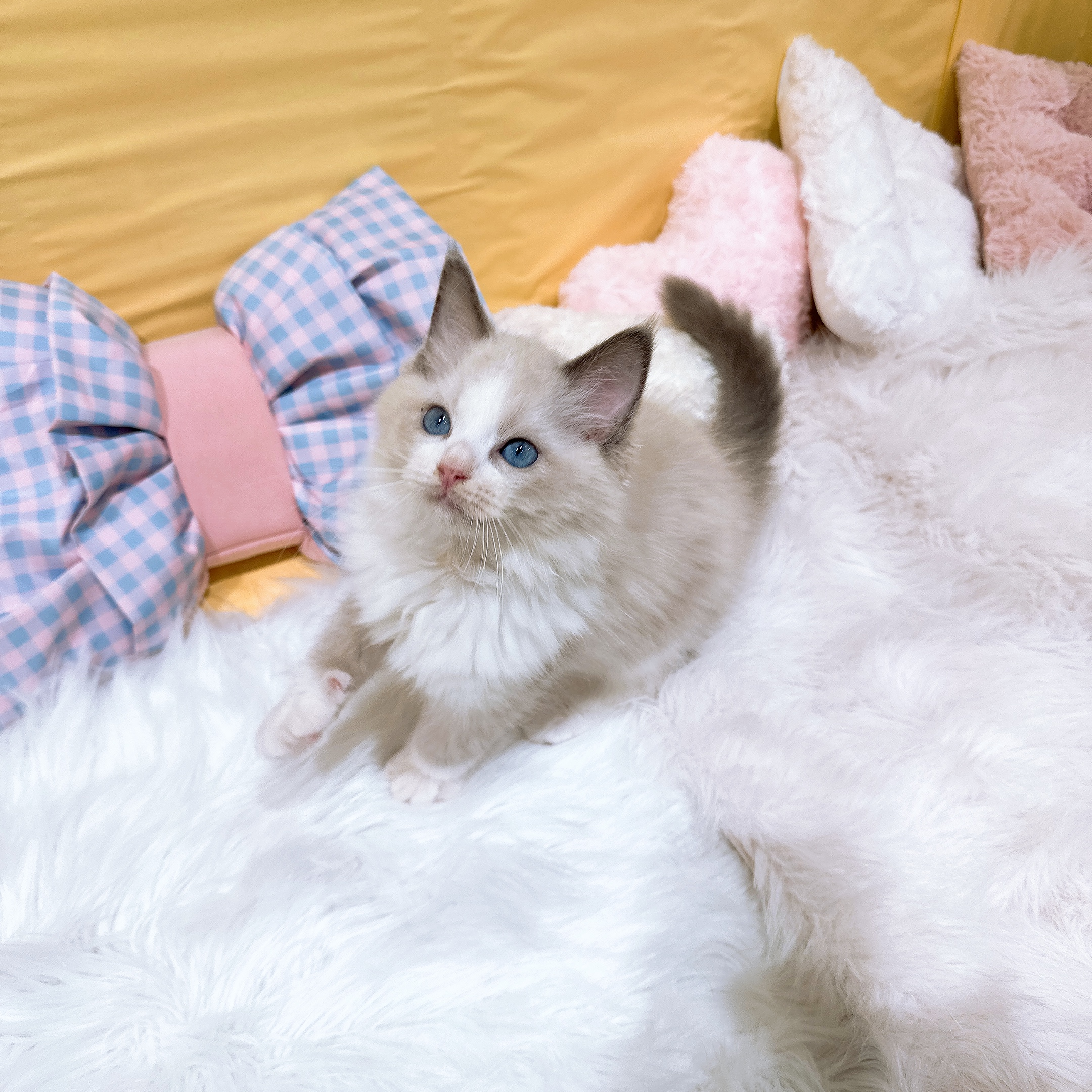 神奈川県のラグドール (犬の家＆猫の里元住吉ブレーメン通り店/2026年5月27日生まれ/男の子/ブルーポイントバイカラー)の子猫の2枚目の画像