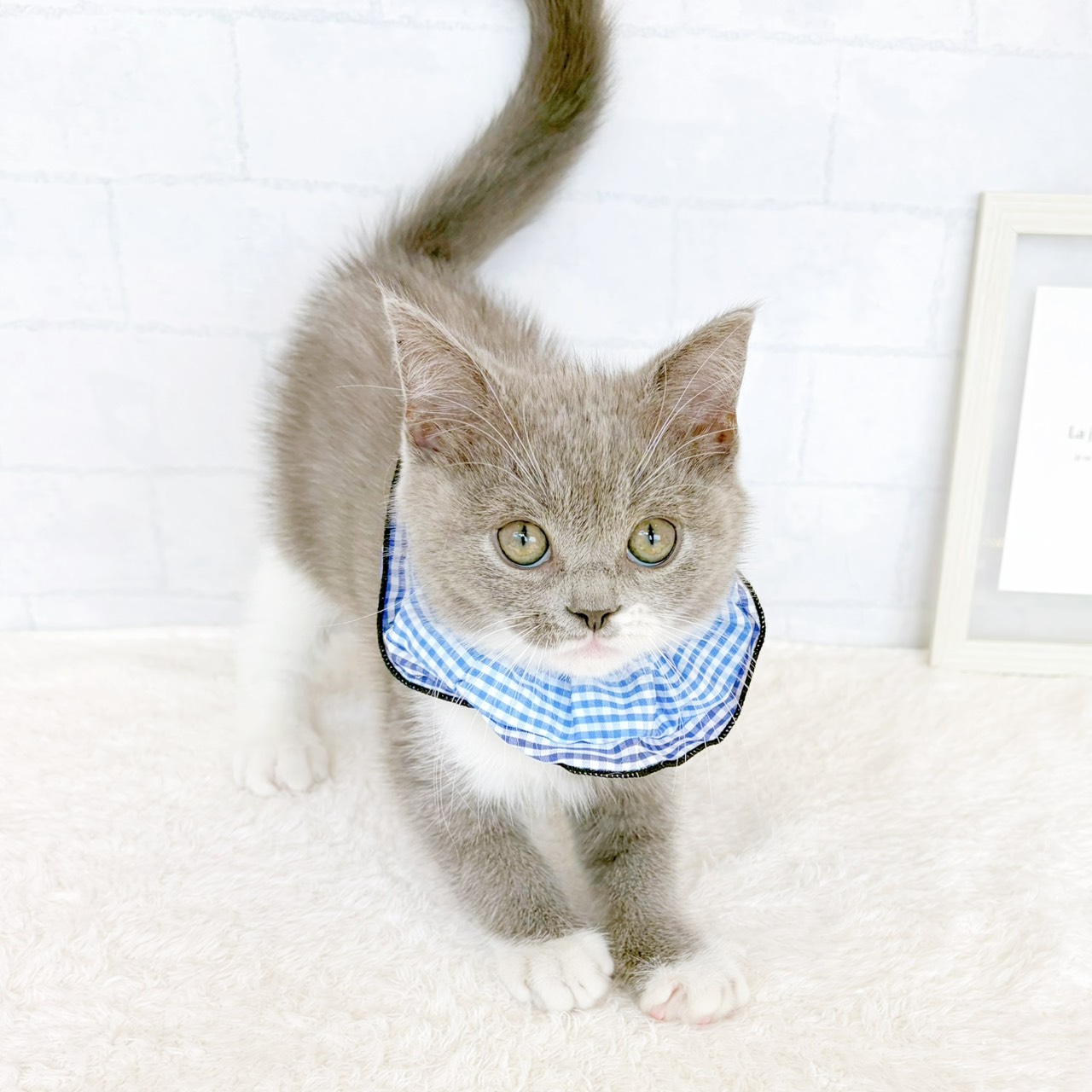 石川県のスコティッシュフォールド (犬の家＆猫の里金沢店/2026年6月3日生まれ/男の子/ブルーホワイト)の子猫の2枚目の画像
