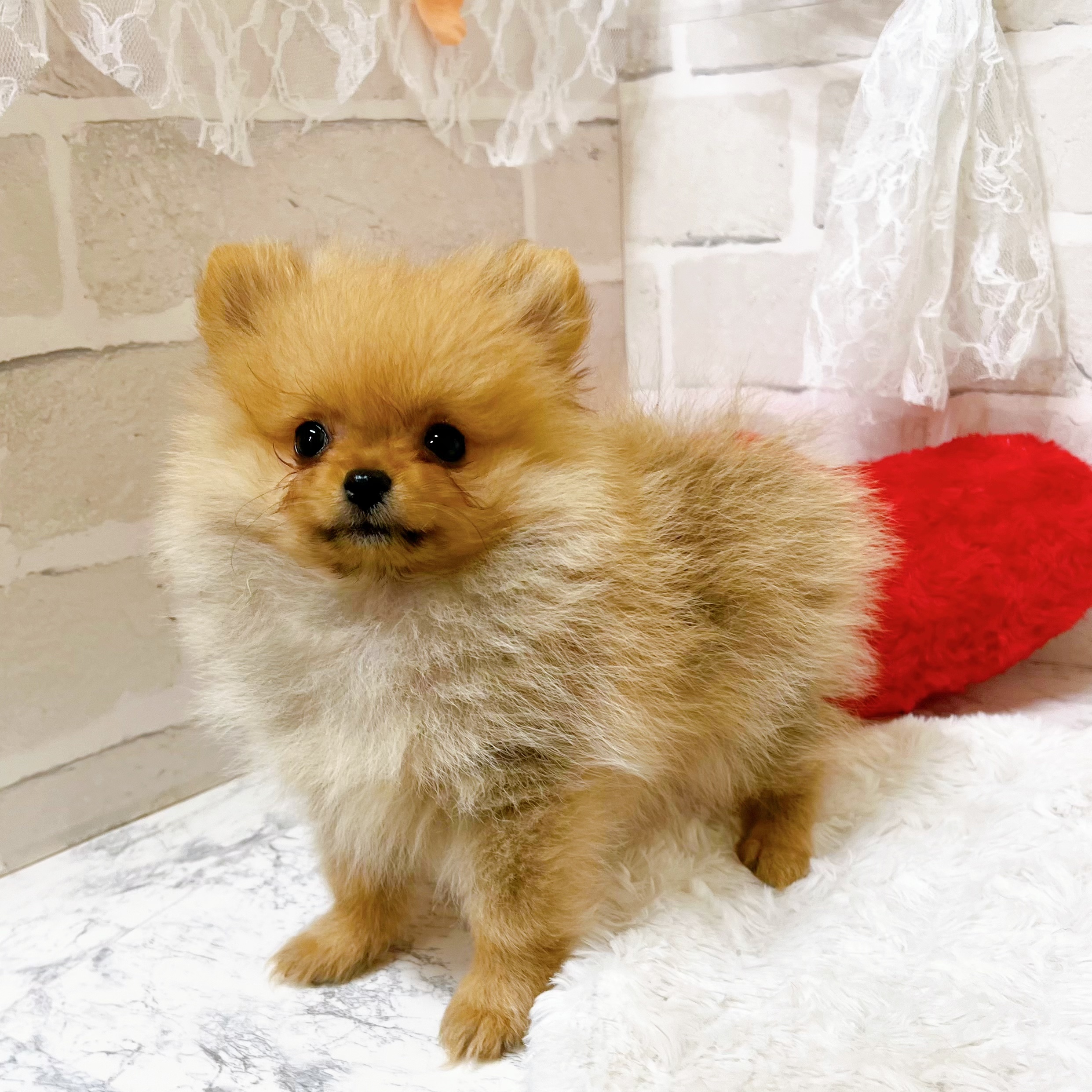 京都府のポメラニアン (犬の家＆猫の里京都精華店/2026年5月29日生まれ/女の子/オレンジ)の子犬の2枚目の画像