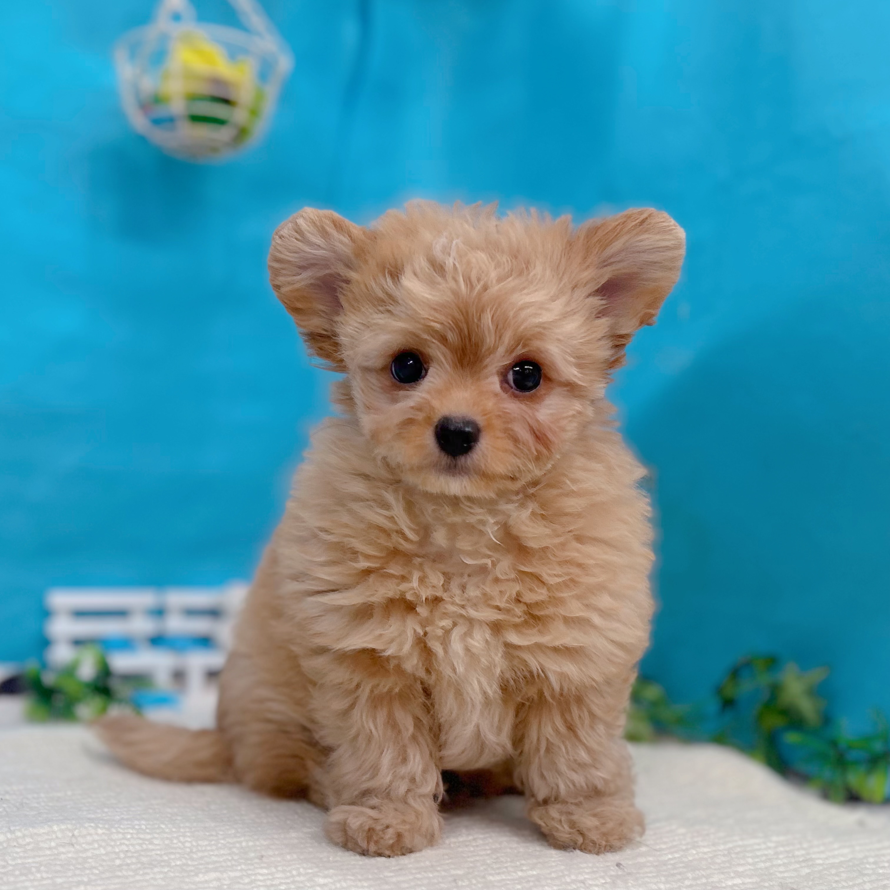 岐阜県のチワプー/プーチー(チワワ×プードル) (犬の家＆猫の里岐南店/2026年6月3日生まれ/男の子/アプリコットホワイト)の子犬の1枚目の画像
