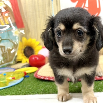 神奈川県のチワックス(チワワ×ダックス) (犬の家＆猫の里小田原店/2026年6月7日生まれ/女の子/ブラッククリーム)の子犬の2枚目の画像