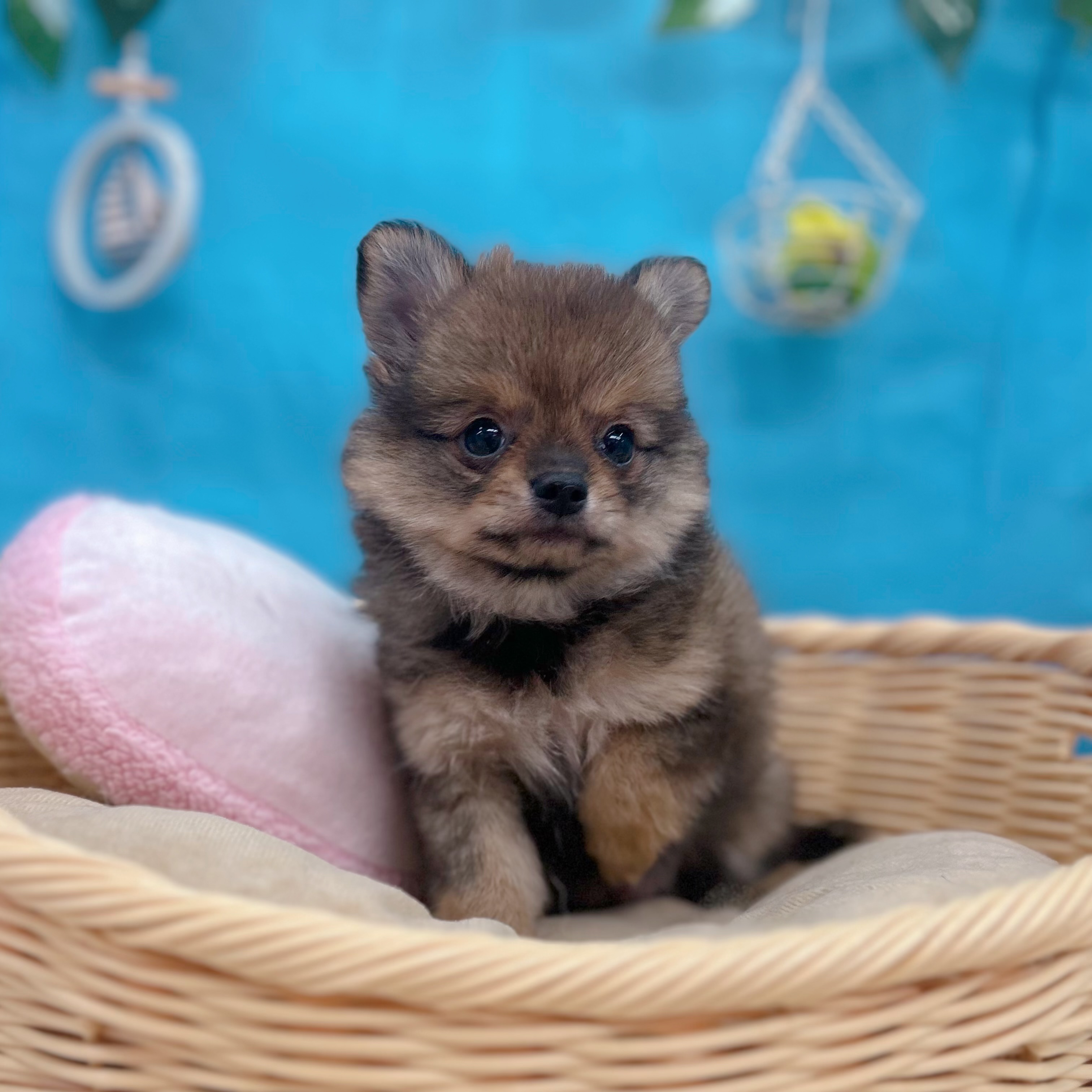 岐阜県のポメチワ/チワポメ/ポメチー(ポメラニアン×チワワ) (犬の家＆猫の里岐南店/2026年6月7日生まれ/女の子/オレンジ)の子犬の1枚目の画像
