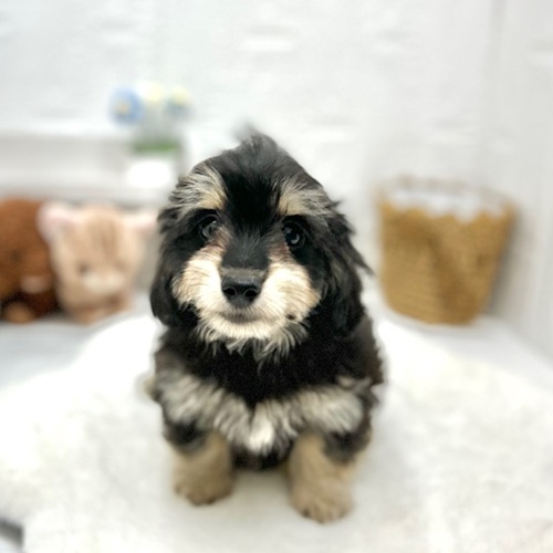 愛知県のマルックス(マルチーズ×ダックス) (犬の家＆猫の里豊川インター店/2026年6月7日生まれ/女の子/ブラッククリーム)の子犬の2枚目の画像