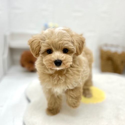 ハーフ犬男の子の写真