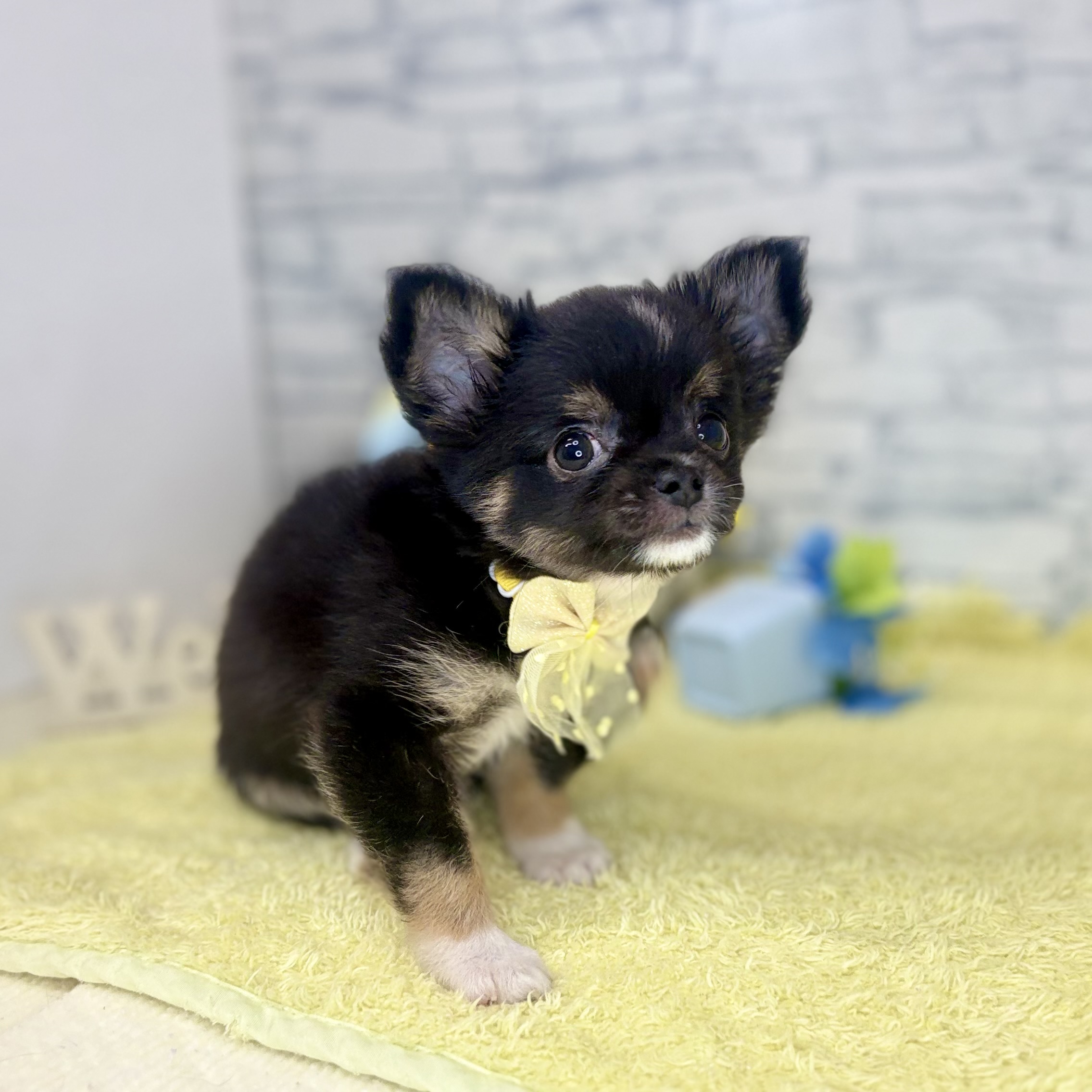 長野県のチワワ(ロング) (犬の家＆猫の里長野店/2026年6月1日生まれ/男の子/ブラックタンホワイト)の子犬の2枚目の画像