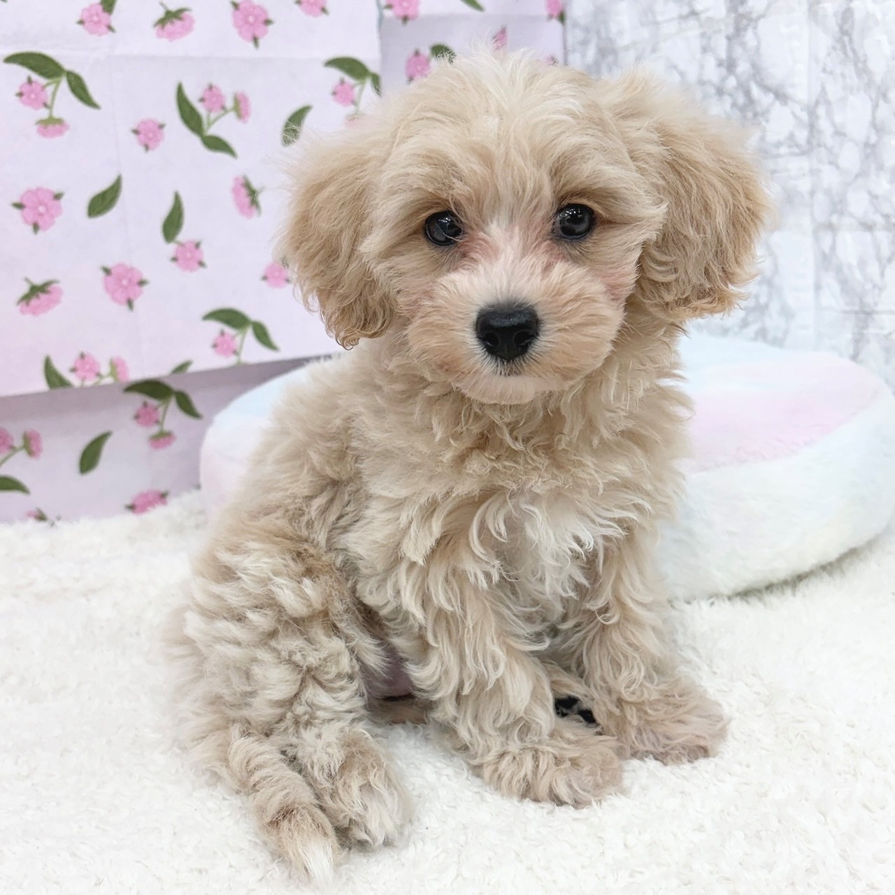 愛知県のマルプー(マルチーズ×プードル) (犬の家＆猫の里エアポートウォーク店/2026年6月4日生まれ/男の子/クリームホワイト)の子犬の1枚目の画像