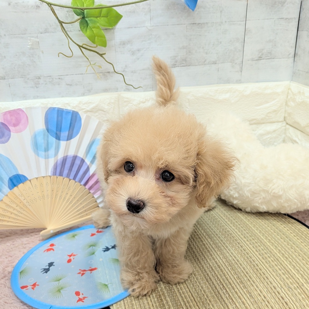 静岡県のマルプー(マルチーズ×プードル) (犬の家＆猫の里プレ葉ウォーク浜北店/2026年6月4日生まれ/男の子/アプリコットホワイト)の子犬の2枚目の画像
