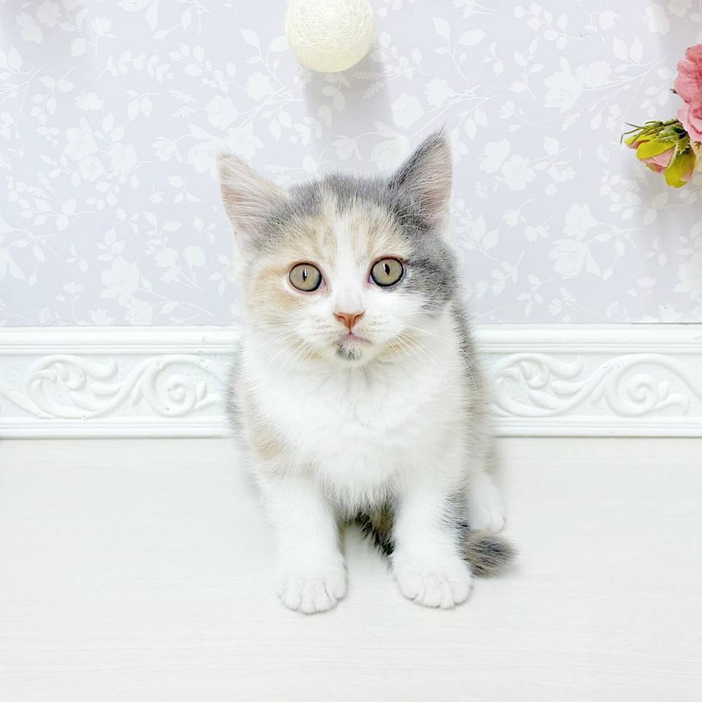 富山県のブリティッシュショートヘアー (犬の家＆猫の里アミーゴ山室店/2026年6月7日生まれ/女の子/ダイリュートキャリコ)の子猫の1枚目の画像