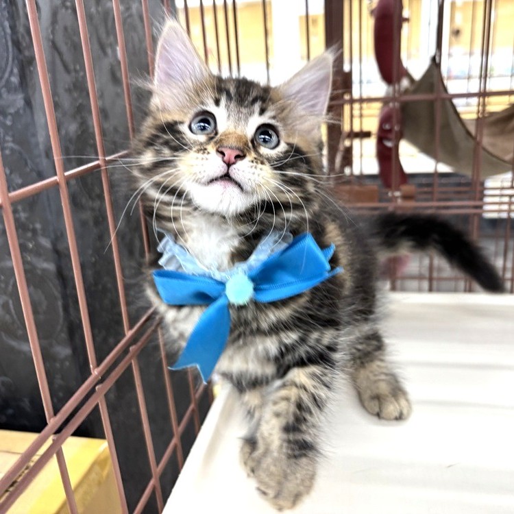 兵庫県のメインクーン (犬の家＆猫の里川西店/2026年6月5日生まれ/男の子/ブラウンタビー)の子猫の2枚目の画像