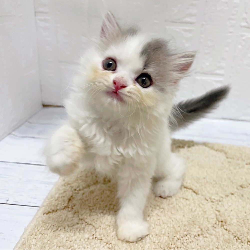 岡山県のスコティッシュストレート (犬の家＆猫の里岡山店/2026年6月6日生まれ/女の子/ブルータビーホワイト)の子猫の2枚目の画像
