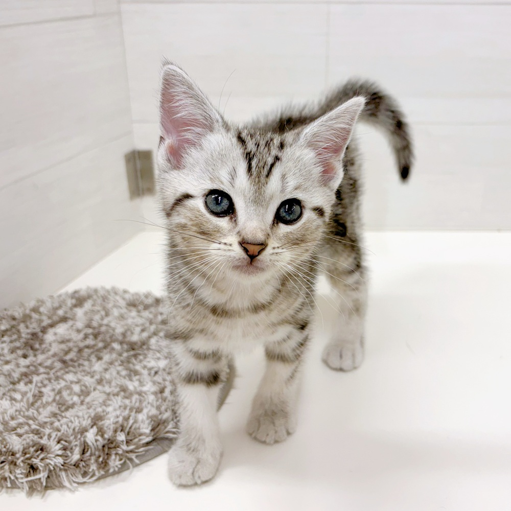 石川県のアメリカンショートヘアー (犬の家＆猫の里アミーゴ金沢おこばた店/2026年5月31日生まれ/男の子/シルバータビー)の子猫の2枚目の画像