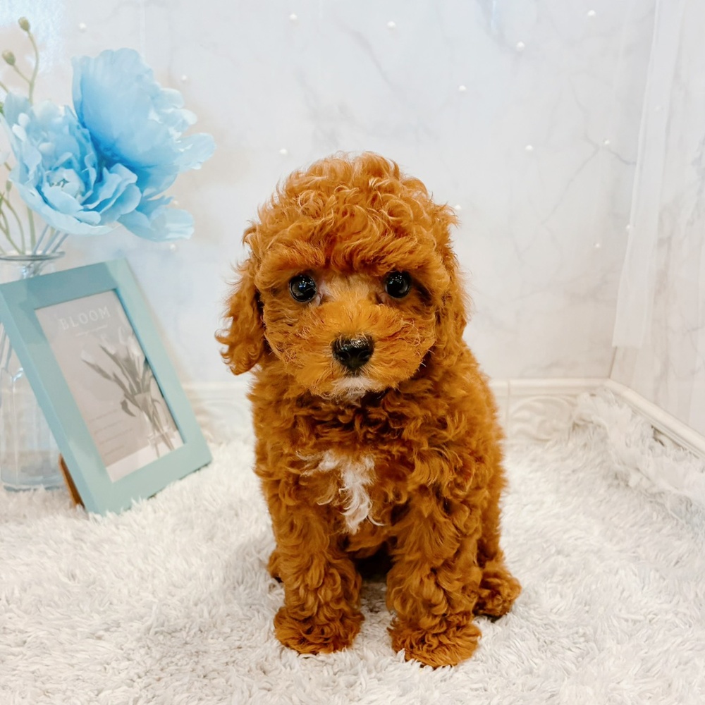 福井県のトイプードル(トイ) (犬の家＆猫の里福井店/2026年6月6日生まれ/男の子/レッドフォーン)の子犬の2枚目の画像