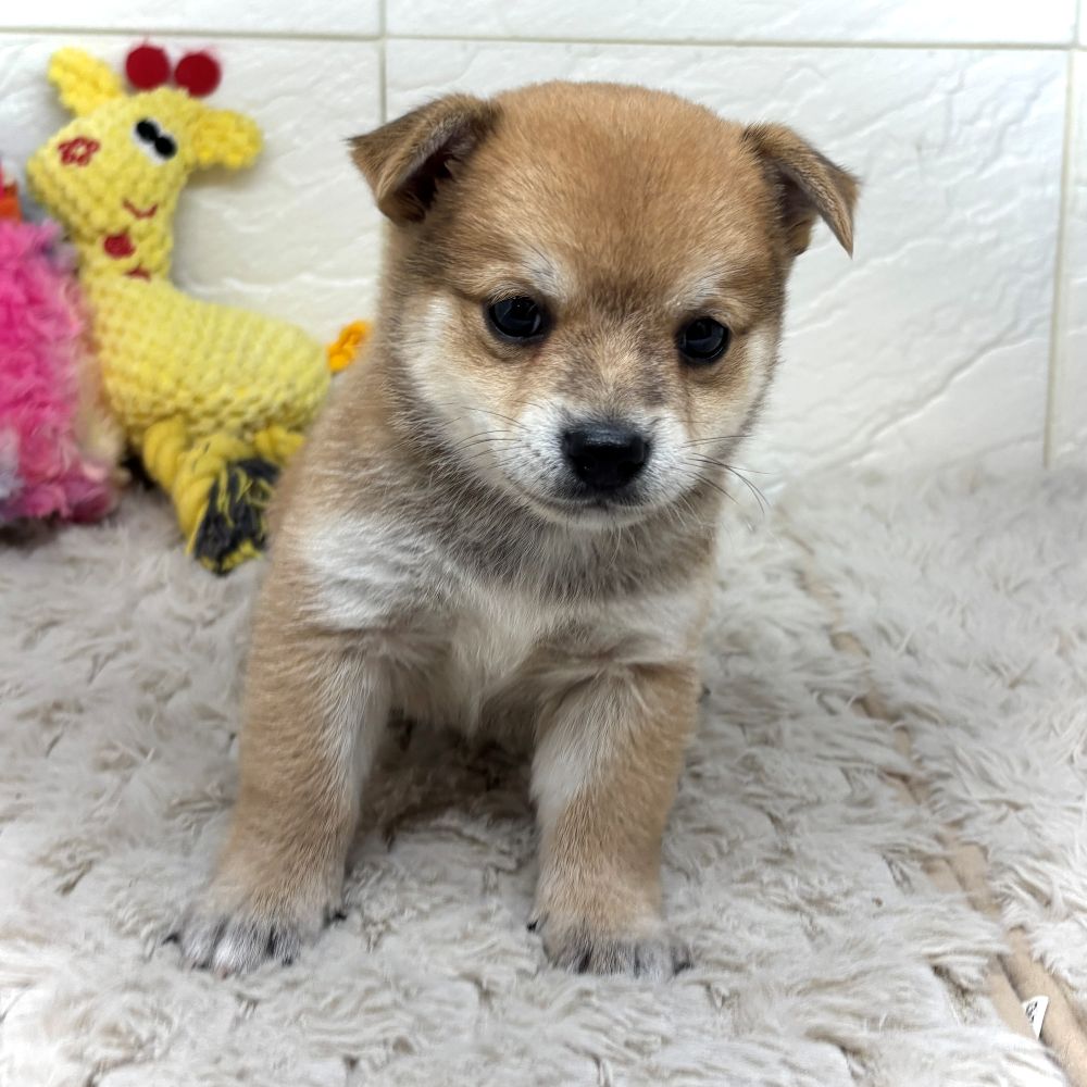 兵庫県のチワ柴/柴チワ/チワシバ(チワワ×柴) (犬の家＆猫の里ゆめタウン姫路店/2026年6月7日生まれ/男の子/赤)の子犬の2枚目の画像