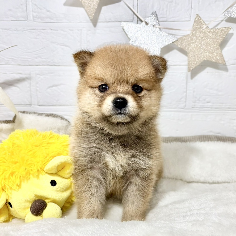 兵庫県のポメ柴/豆ポメ/ポメ豆柴(ポメラニアン×柴犬) (犬の家＆猫の里ニッケパークタウン加古川店/2026年6月7日生まれ/女の子/赤)の子犬の1枚目の画像