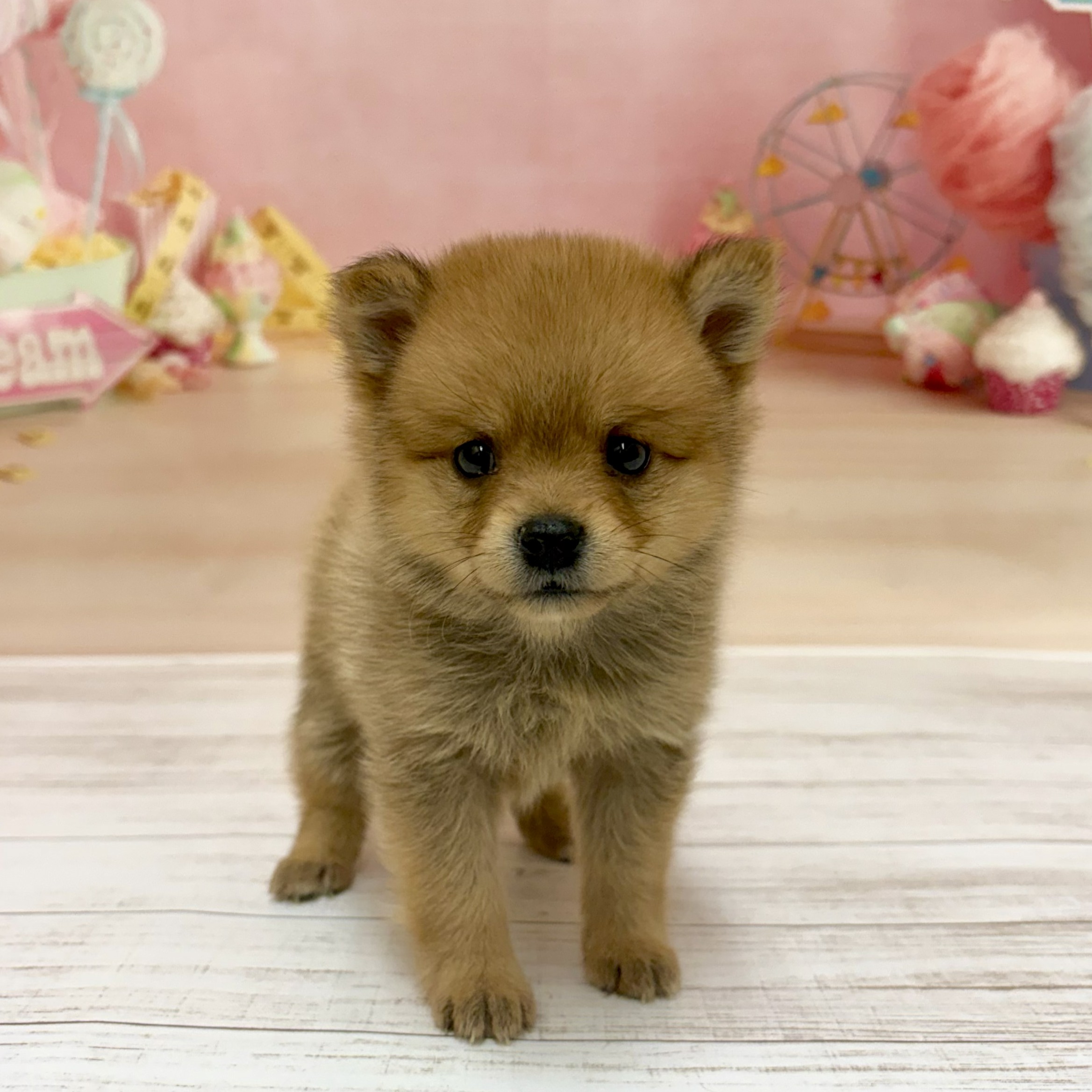 兵庫県のポメ柴/豆ポメ/ポメ豆柴(ポメラニアン×柴犬) (犬の家＆猫の里尼崎店/2026年6月7日生まれ/女の子/赤)の子犬の1枚目の画像