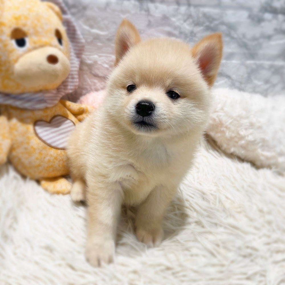 愛知県のポメ柴/豆ポメ/ポメ豆柴(ポメラニアン×柴犬) (犬の家＆猫の里MiO香久山店/2026年6月7日生まれ/男の子/白)の子犬の2枚目の画像