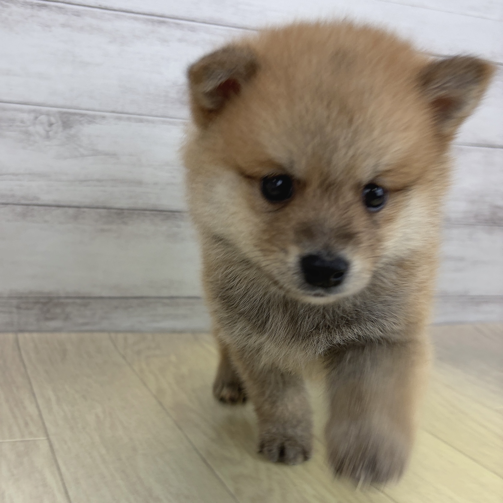 愛知県のポメ柴/豆ポメ/ポメ豆柴(ポメラニアン×柴犬) (犬の家＆猫の里春日井本店/2026年6月7日生まれ/男の子/赤)の子犬の2枚目の画像