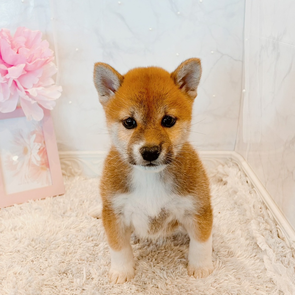 福井県の柴犬(標準サイズ) (犬の家＆猫の里福井店/2026年6月7日生まれ/女の子/赤)の子犬の1枚目の画像