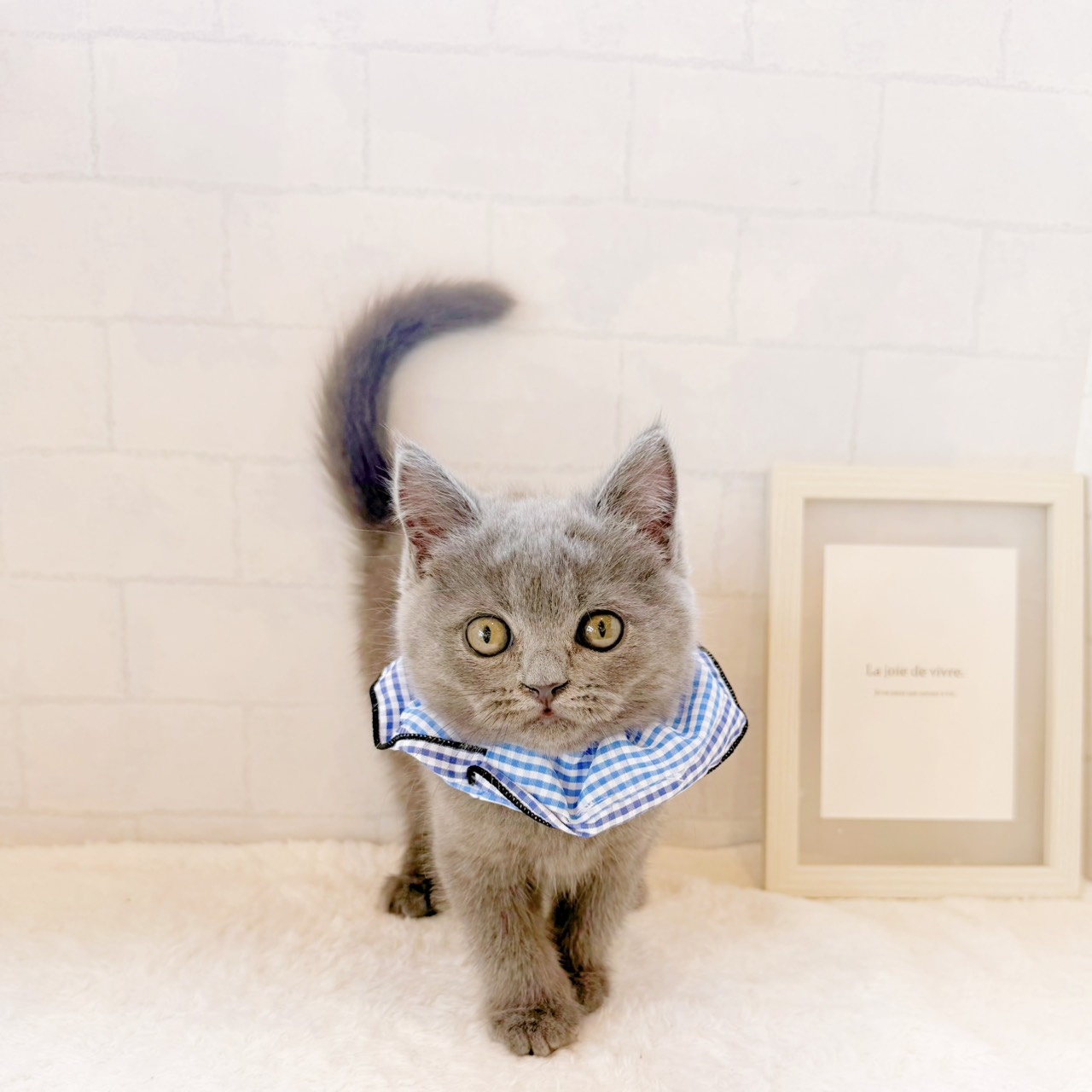石川県のブリティッシュショートヘアー (犬の家＆猫の里金沢店/2026年5月27日生まれ/男の子/ブルー)の子猫の1枚目の画像