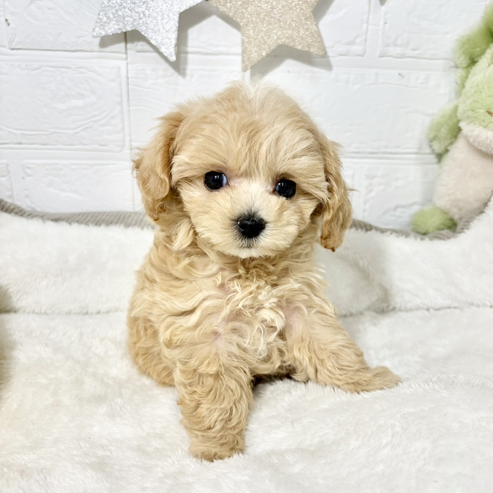 兵庫県のマルプー(マルチーズ×プードル) (犬の家＆猫の里ニッケパークタウン加古川店/2026年6月6日生まれ/女の子/クリーム)の子犬の1枚目の画像