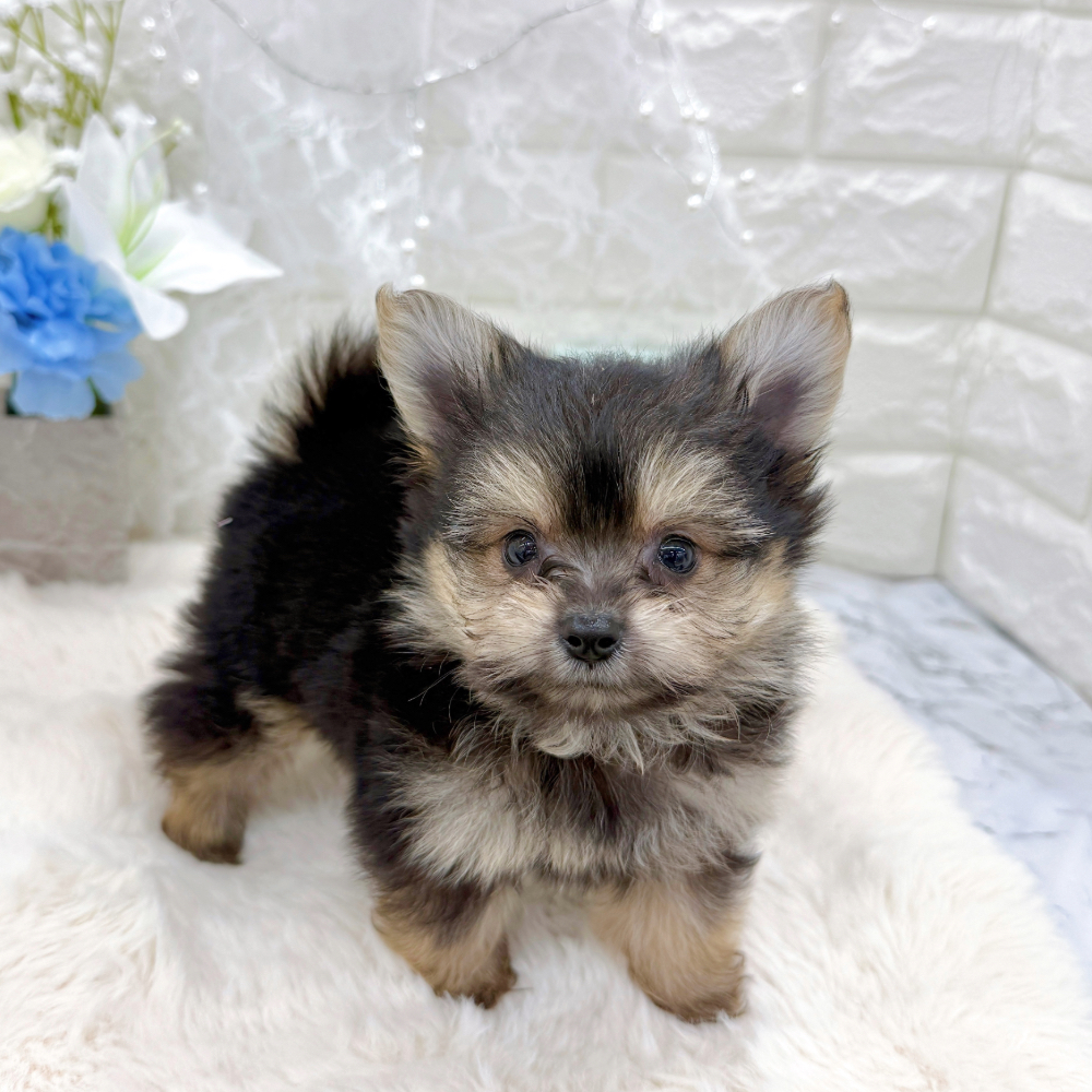 福井県のポメキー(ポメラニアン×ヨークシャーテリア) (犬の家＆猫の里アミーゴ福井大和田店/2026年6月7日生まれ/男の子/ブラックタン)の子犬の2枚目の画像