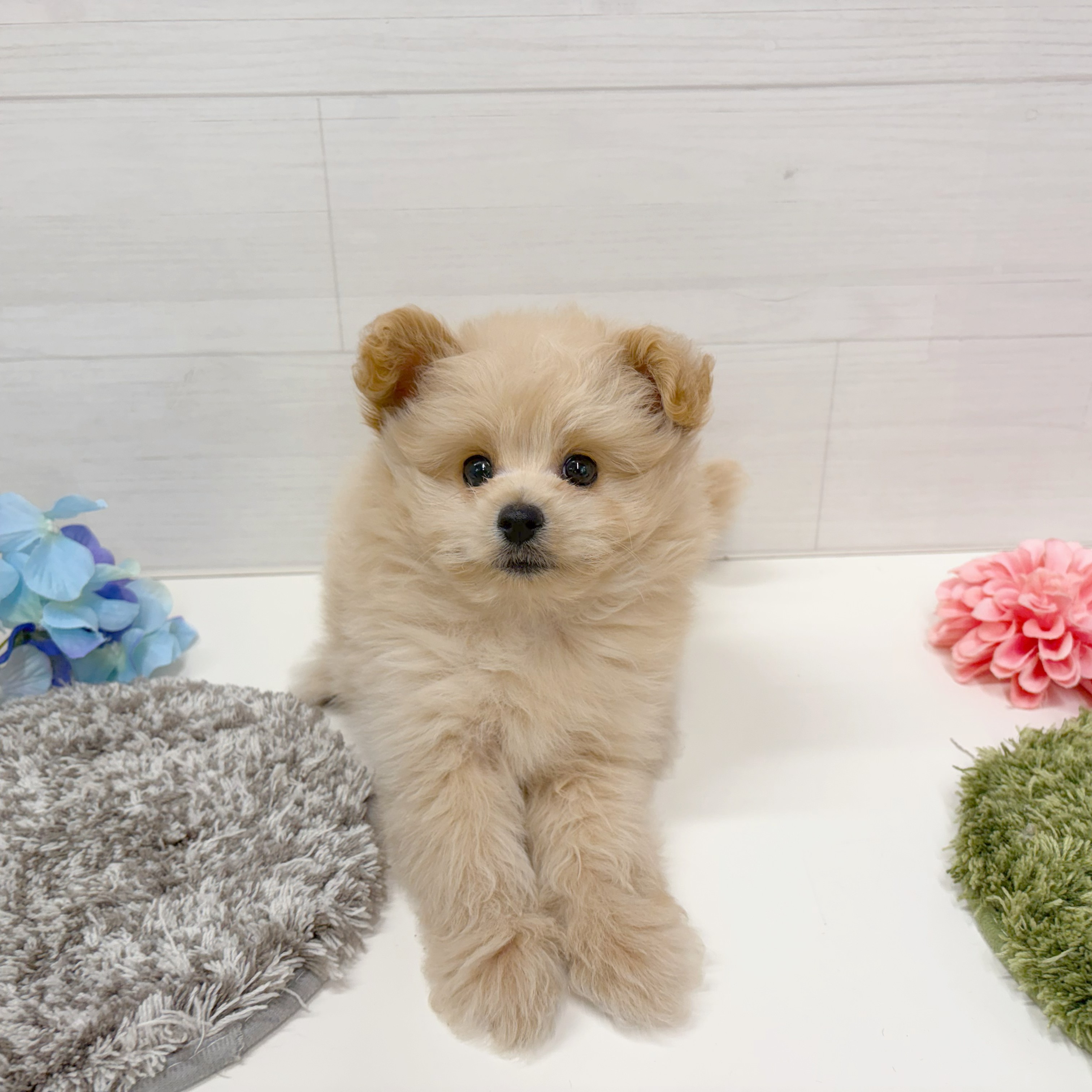 石川県のポメプー(ポメラニアン×プードル) (犬の家＆猫の里アミーゴ金沢おこばた店/2026年6月7日生まれ/男の子/クリーム)の子犬の2枚目の画像