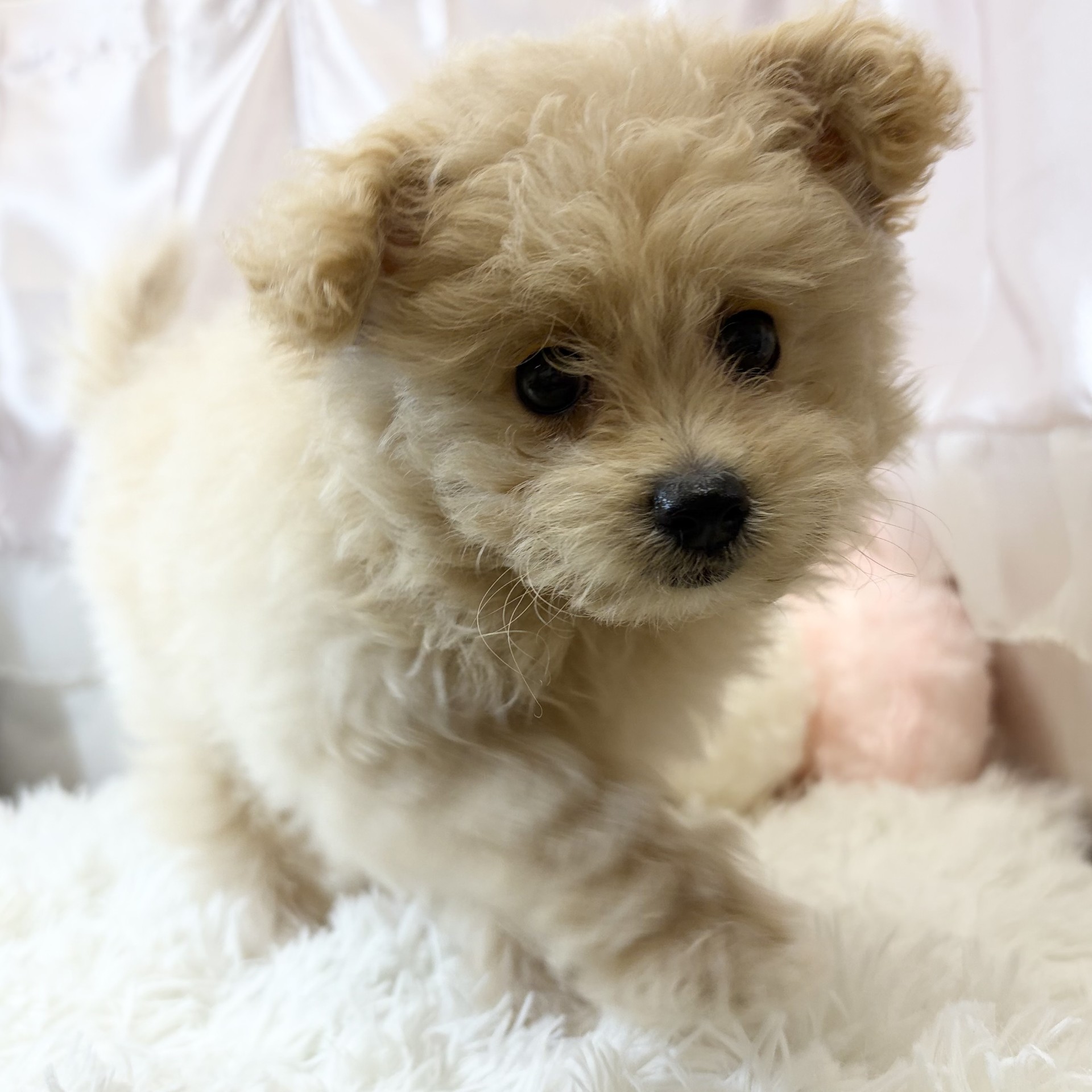 兵庫県のポメプー(ポメラニアン×プードル) (犬の家＆猫の里カナート西神戸店/2026年6月7日生まれ/女の子/クリーム)の子犬の2枚目の画像