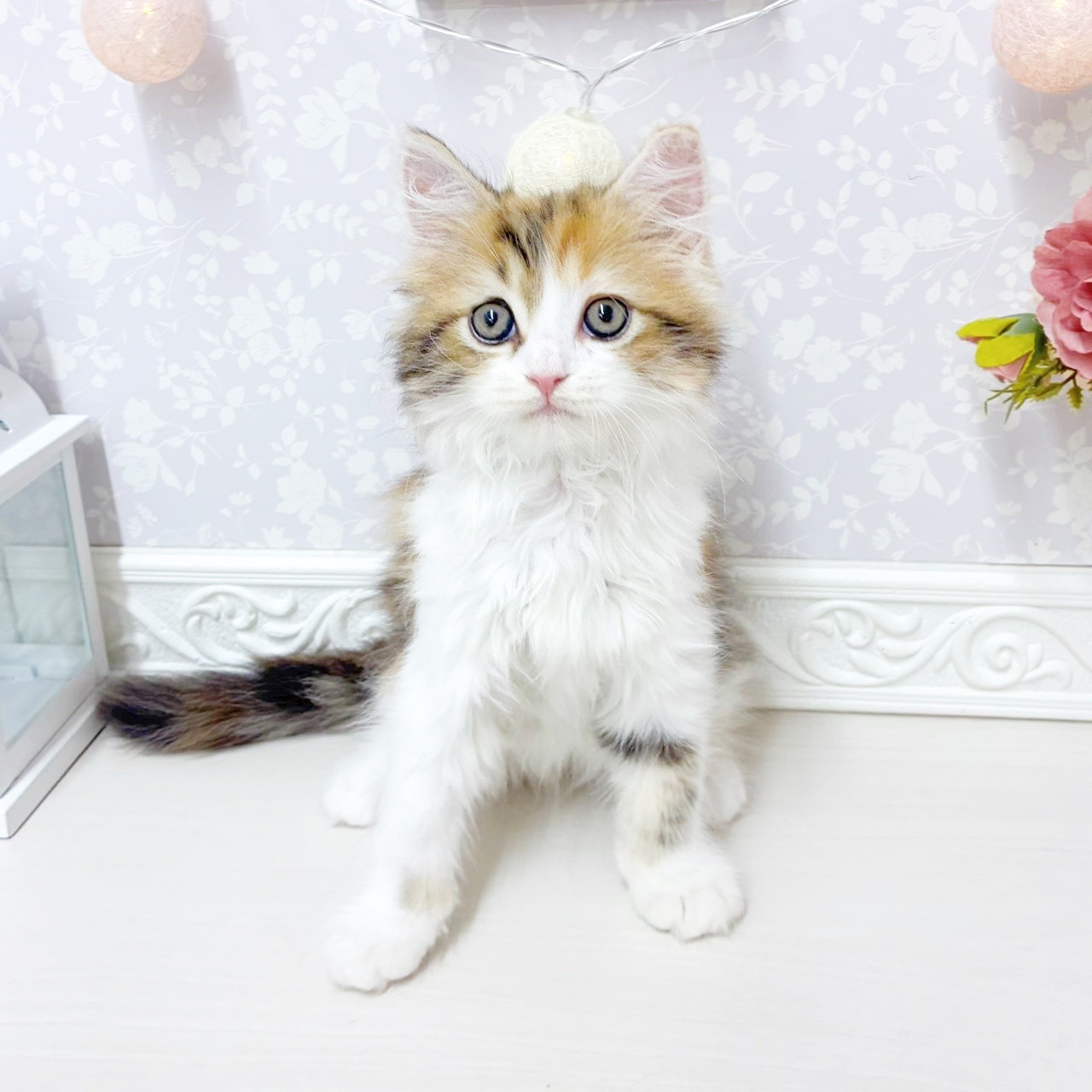 富山県のサイベリアン (犬の家＆猫の里アミーゴ山室店/2026年5月31日生まれ/女の子/ブラウンパッチドタビーホワイト)の子猫の1枚目の画像