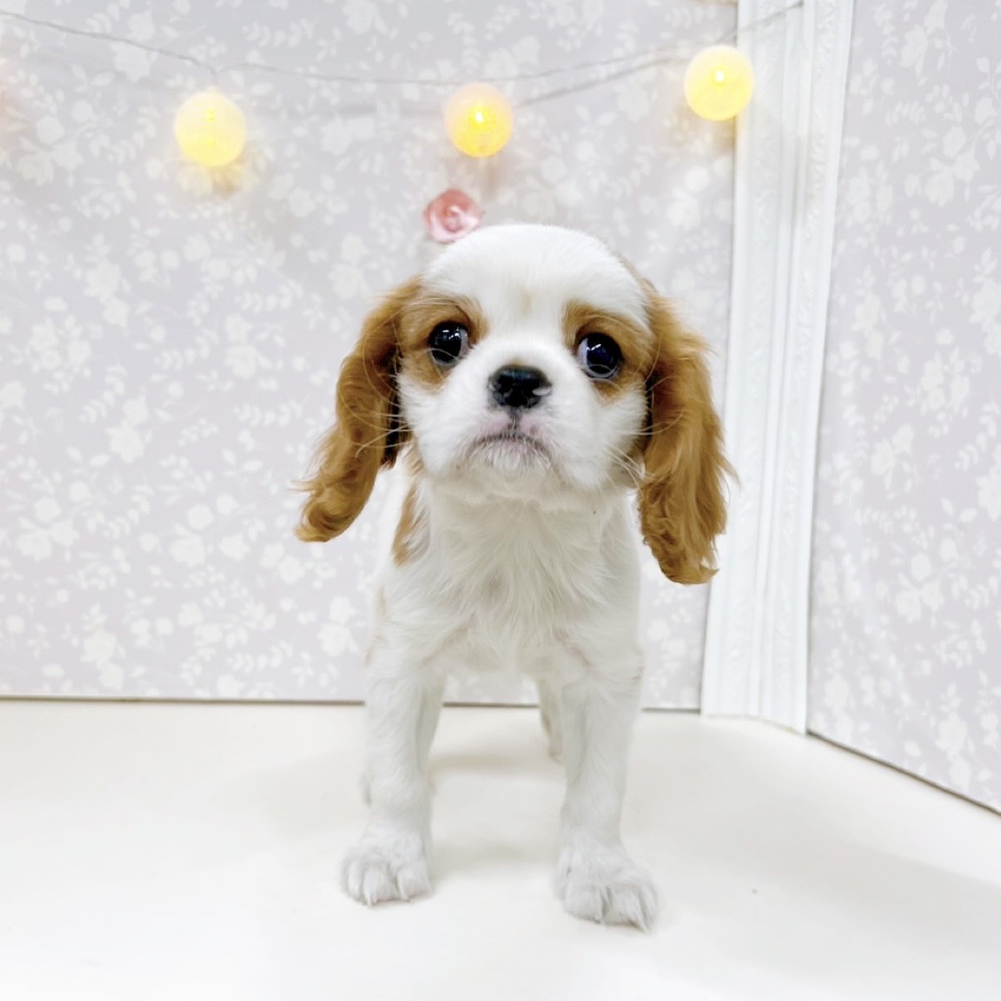 富山県のキャバリアキングチャールズスパニエル (犬の家＆猫の里アミーゴ高岡蓮花寺店/2026年6月3日生まれ/女の子/ブレンハイム)の子犬の2枚目の画像