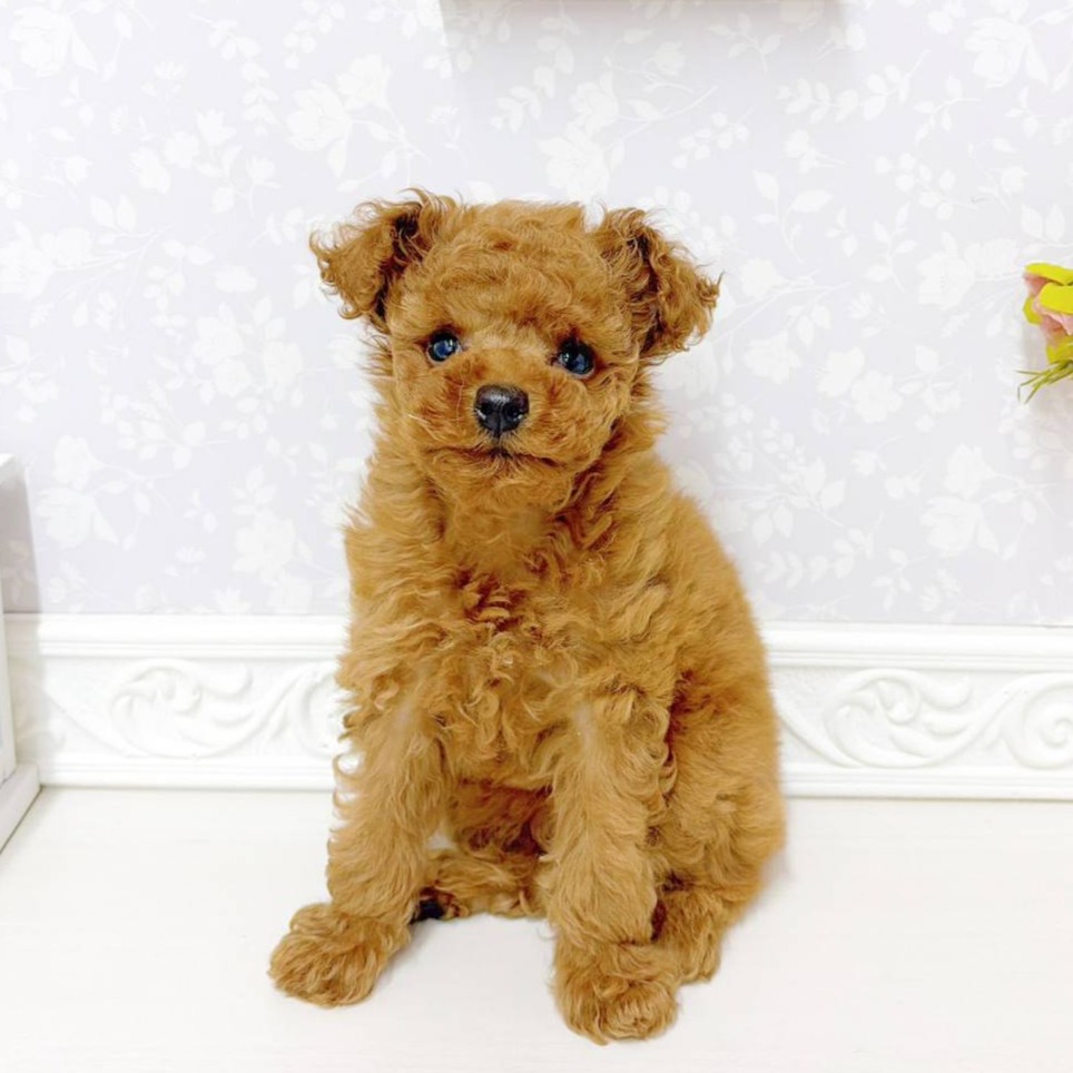 富山県のトイプードル(トイ) (犬の家＆猫の里アミーゴ山室店/2026年6月6日生まれ/女の子/レッドフォーン)の子犬の1枚目の画像