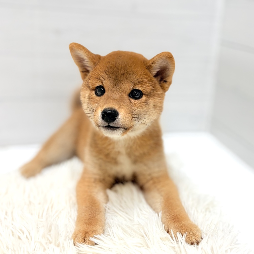 柴犬女の子の写真