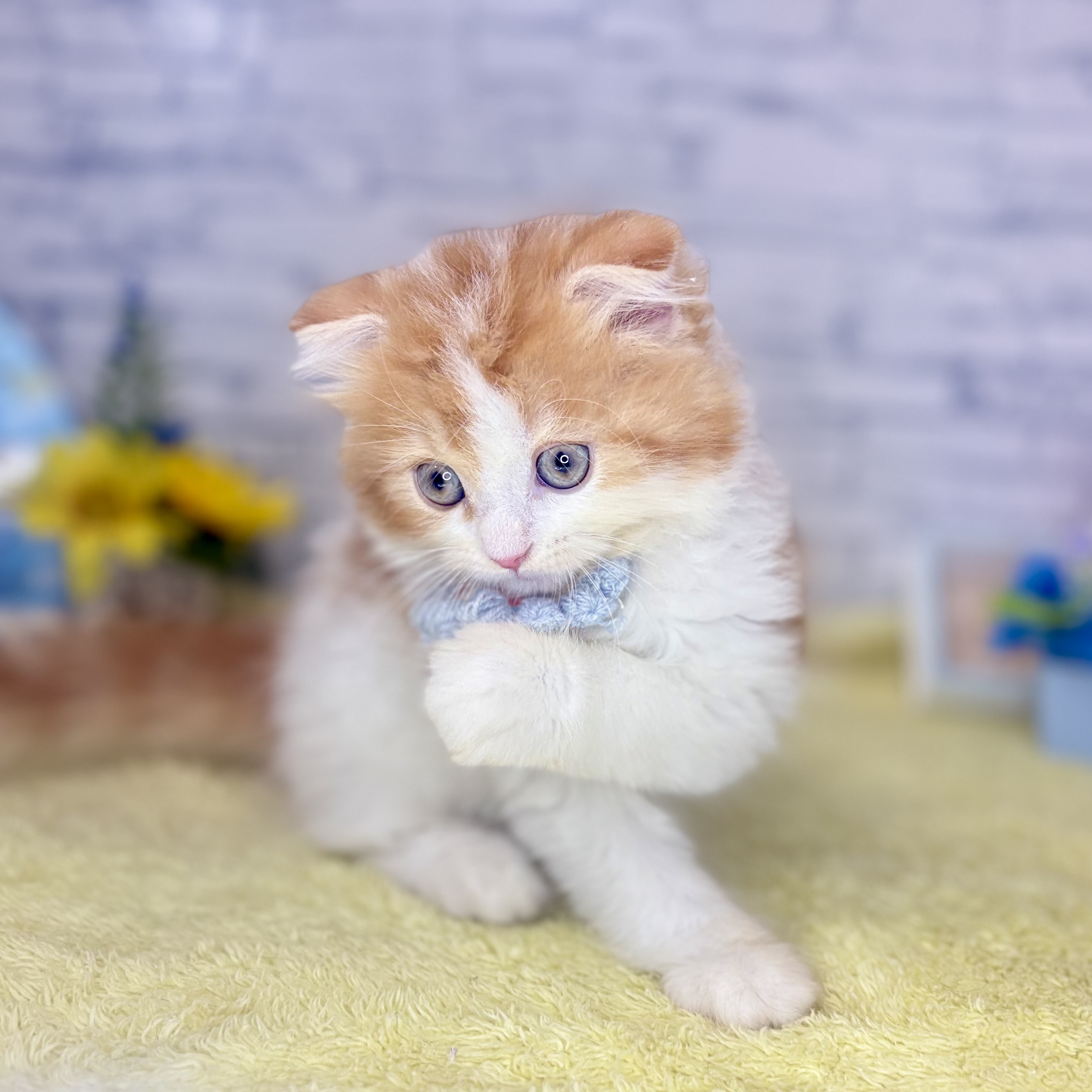 長野県のスコティッシュフォールド (犬の家＆猫の里長野店/2026年6月6日生まれ/男の子/レッドタビーホワイト)の子猫の2枚目の画像