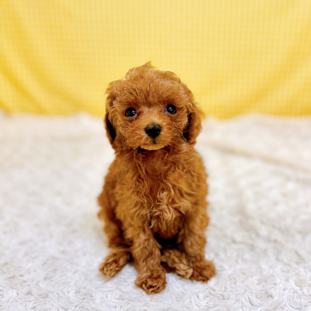 愛知県のトイプードル(トイ) (犬の家＆猫の里一宮店/2026年6月2日生まれ/女の子/レッド)の子犬の2枚目の画像